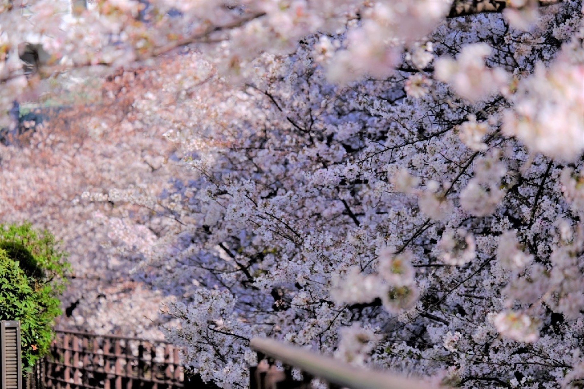 二ケ領用水の桜（中原区）