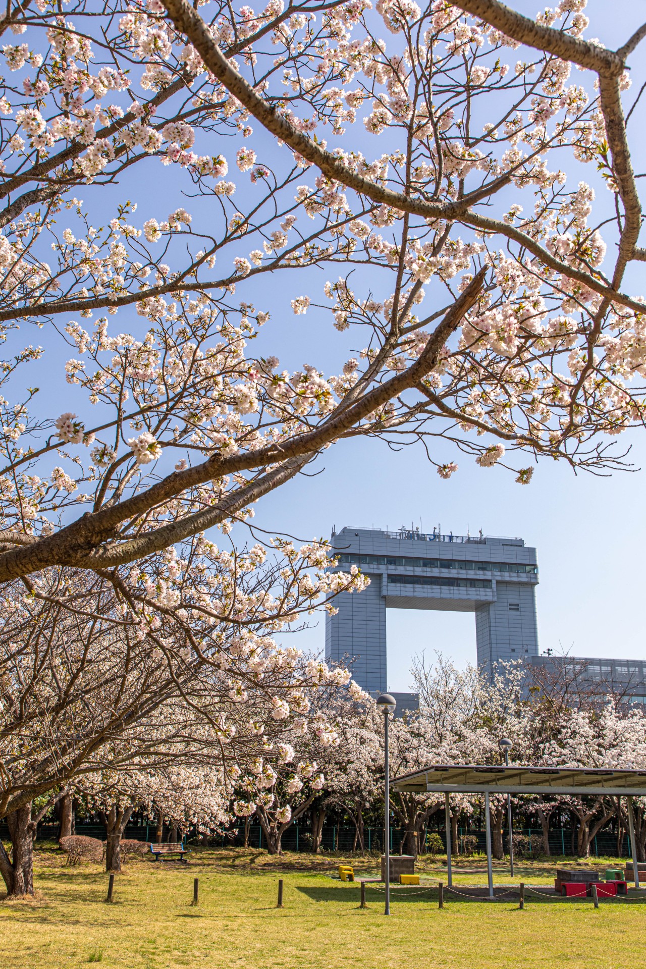 川崎マリエン内 桜