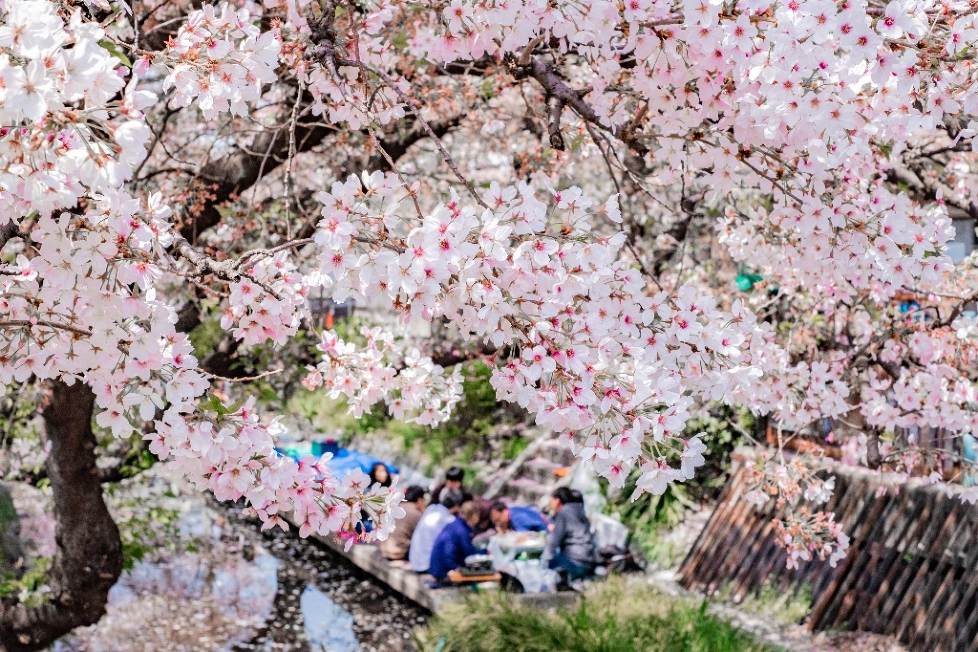 二ヶ領用水の桜（多摩区）