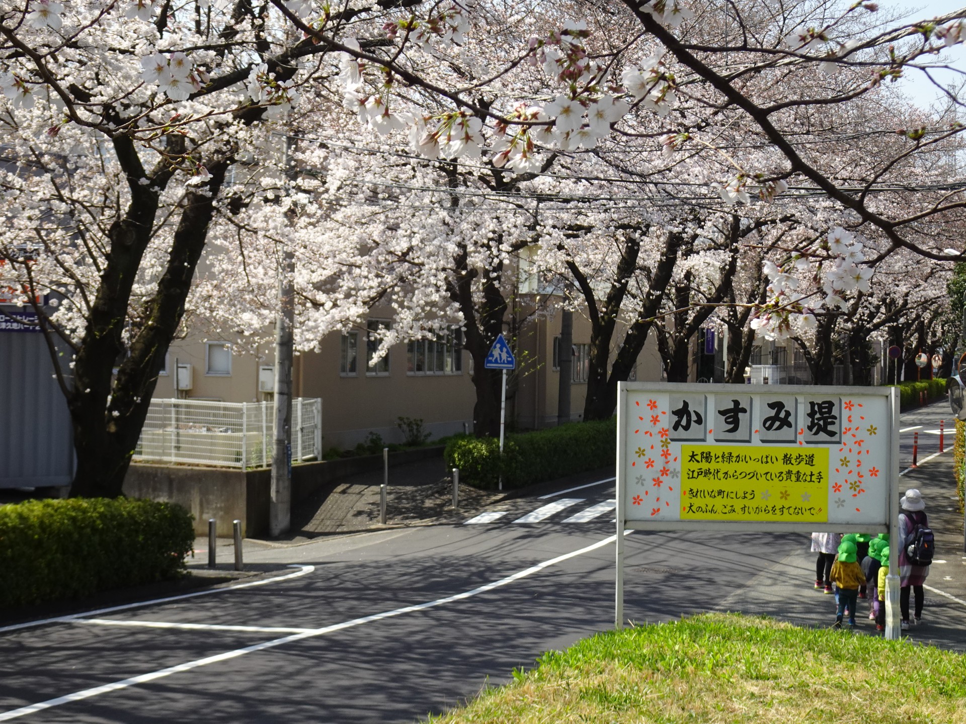 久地かすみ堤の桜3