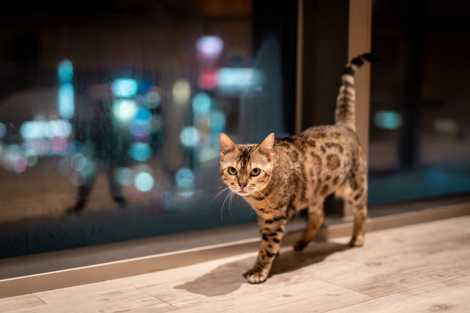 カワスイ ソラネコカフェ夜景