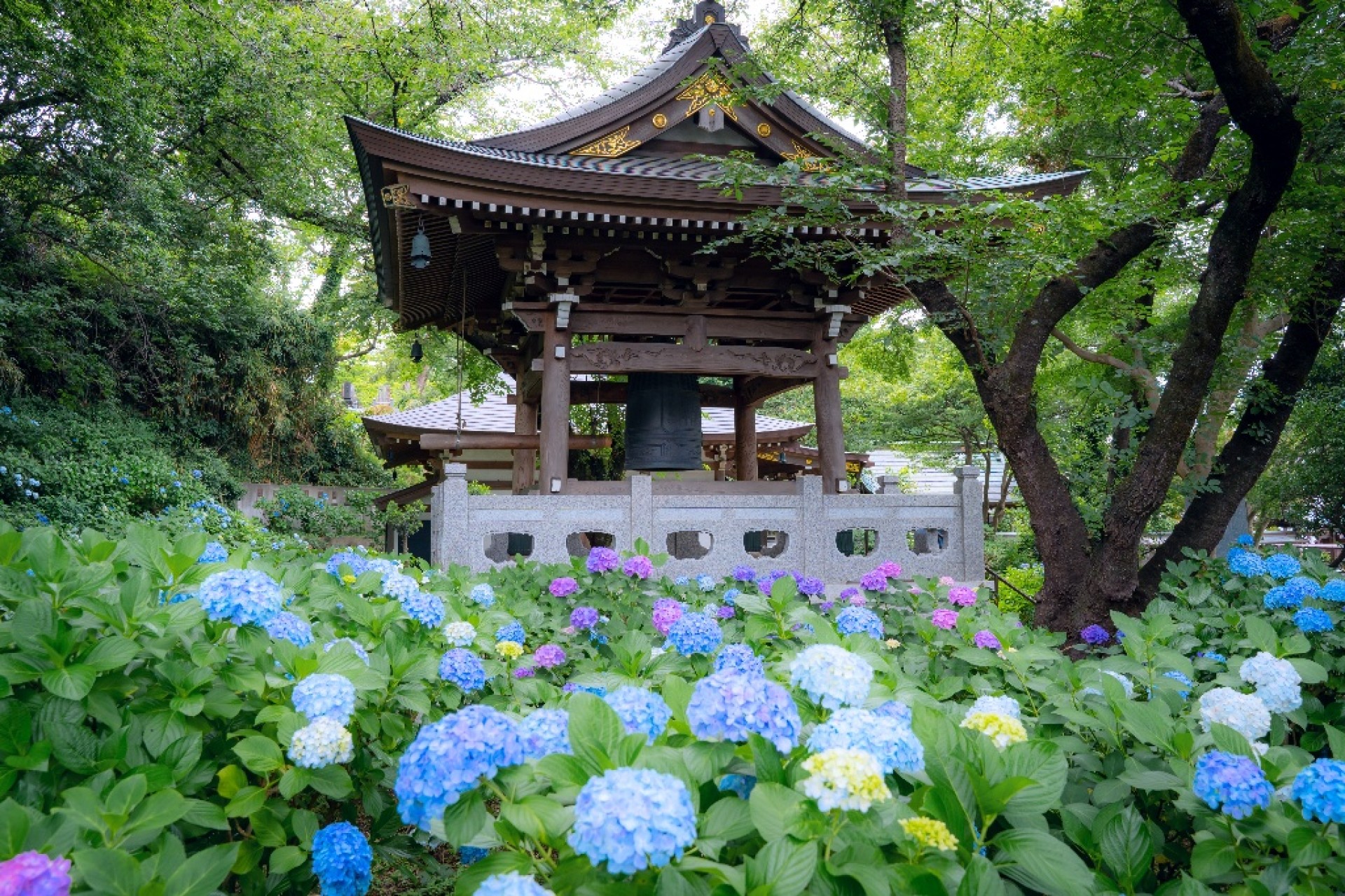 あじさい寺