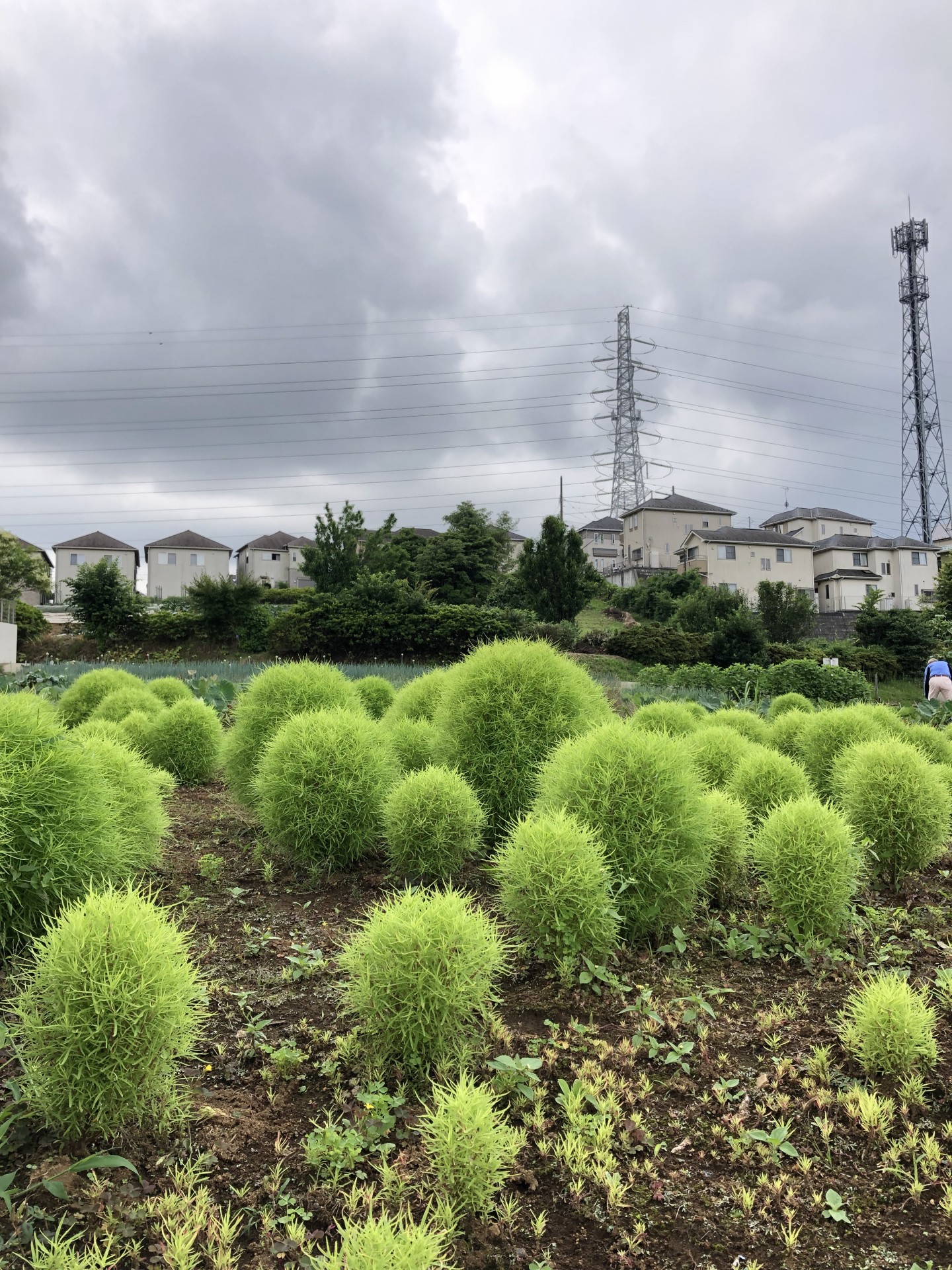 都市農業と開発住宅地