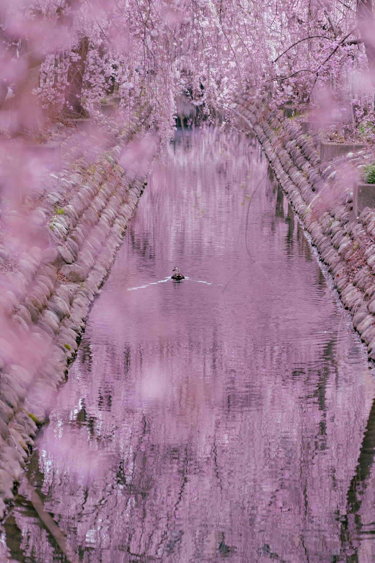 枝垂れ桜