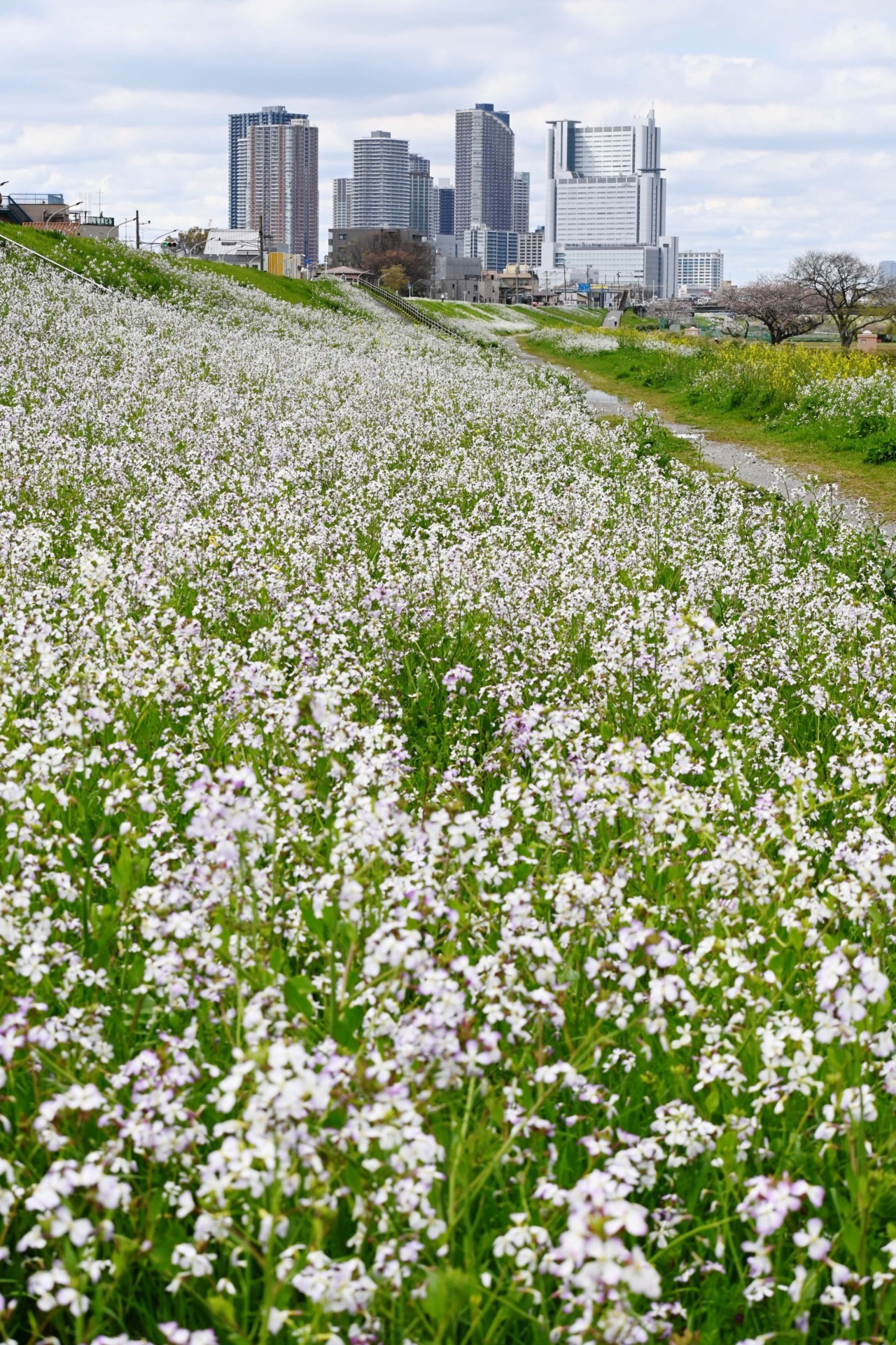 多摩川河川敷