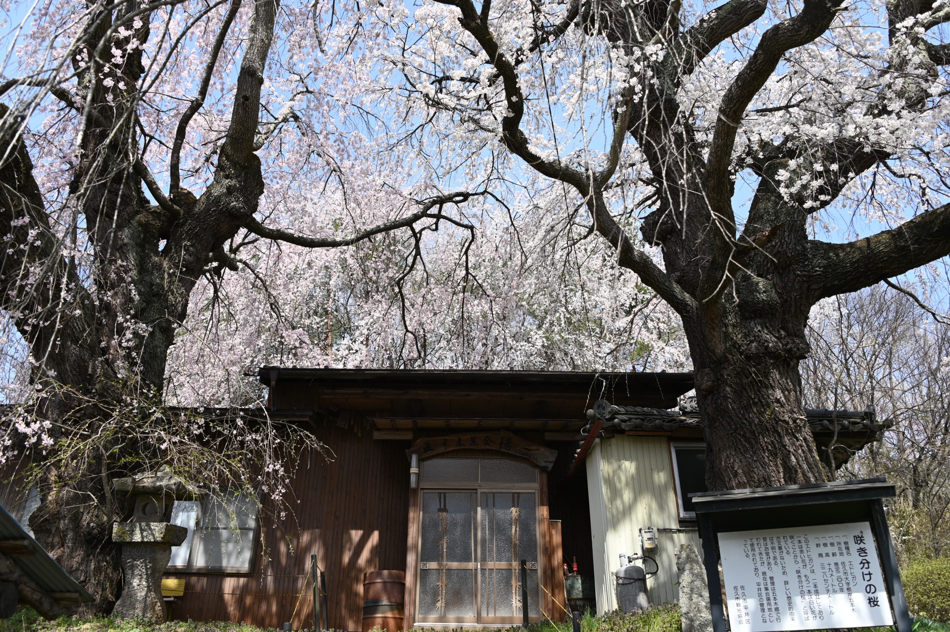 五本木の桜②（令和６年）