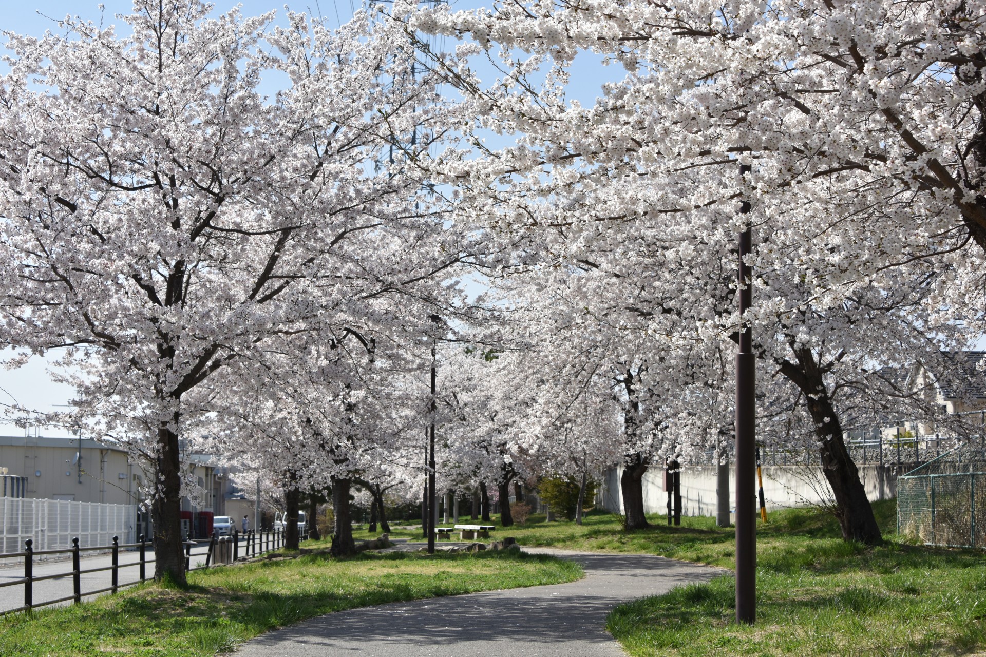 緑地公園 桜①