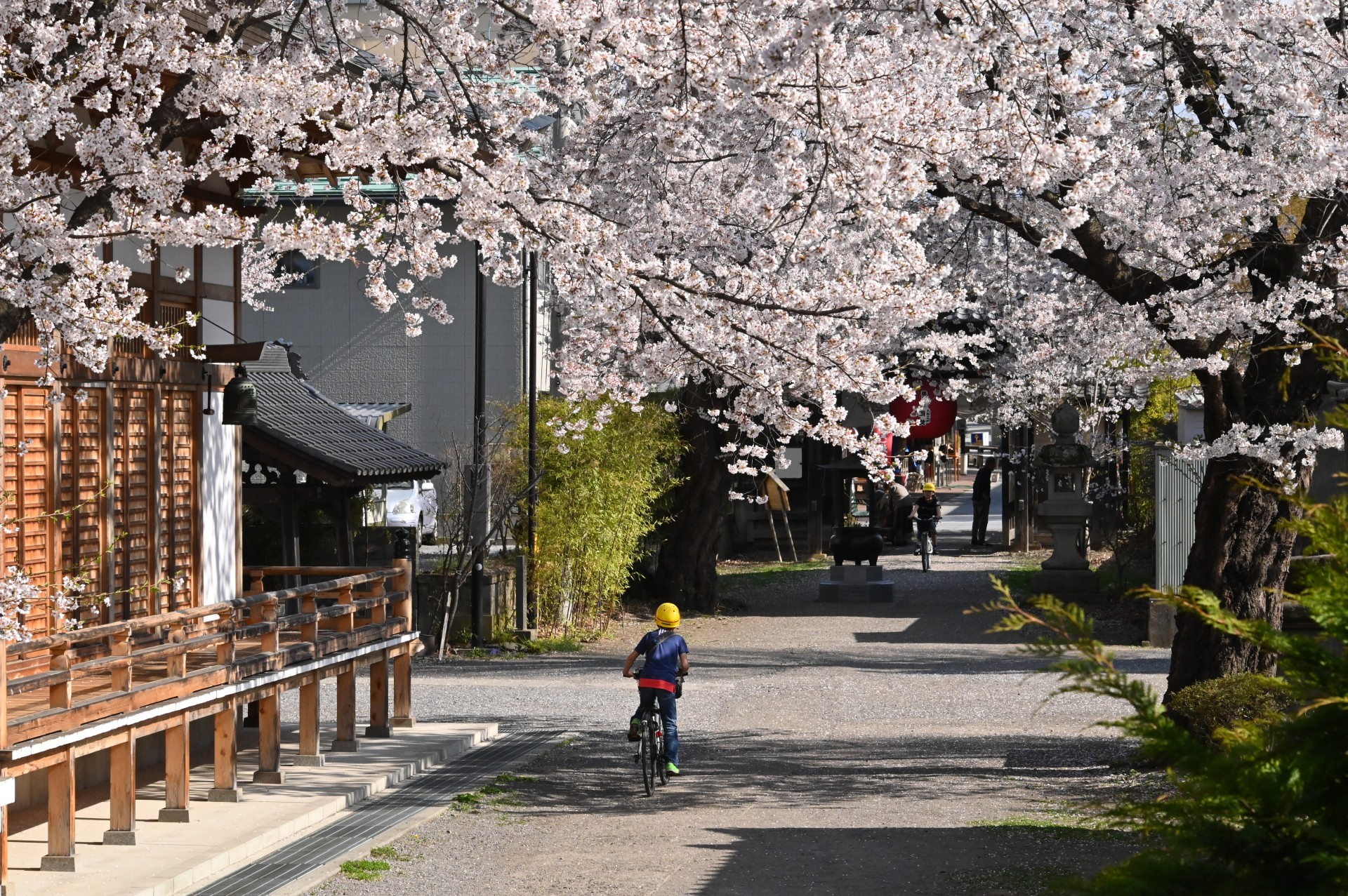 成田山薬師寺　桜③（令和４年）