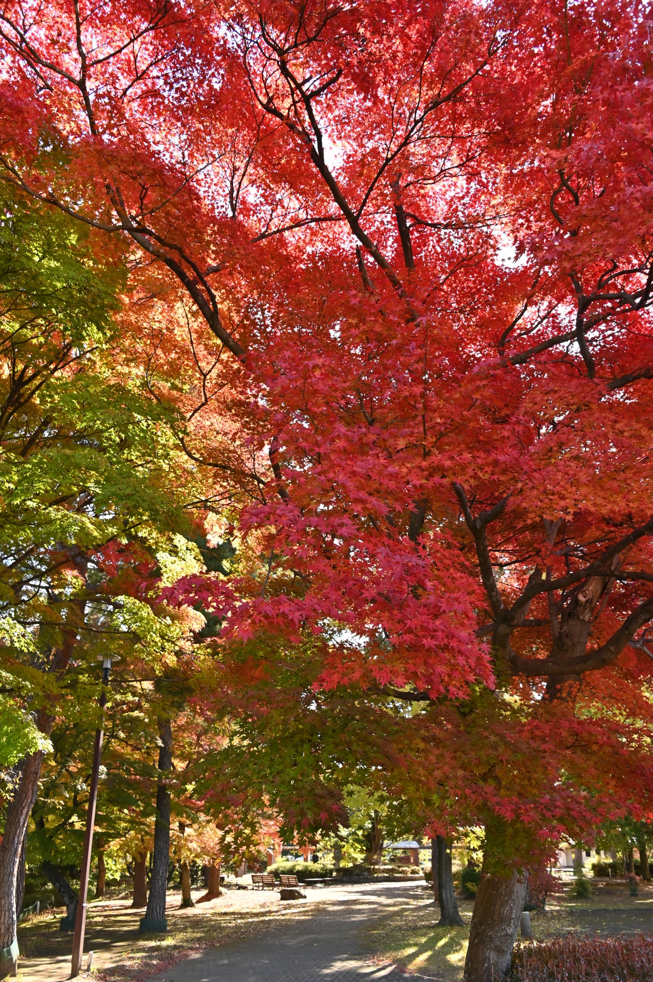 中嶋公園  紅葉①（令和２年）