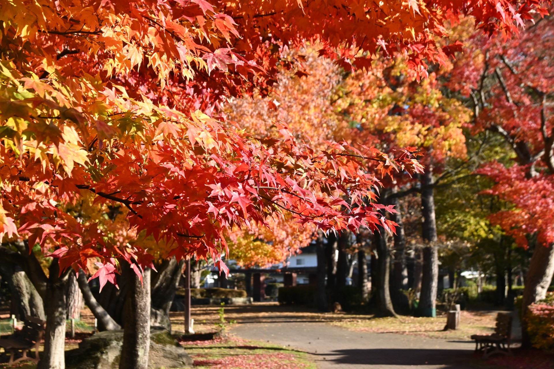 中嶋公園 紅葉①（令和３年）