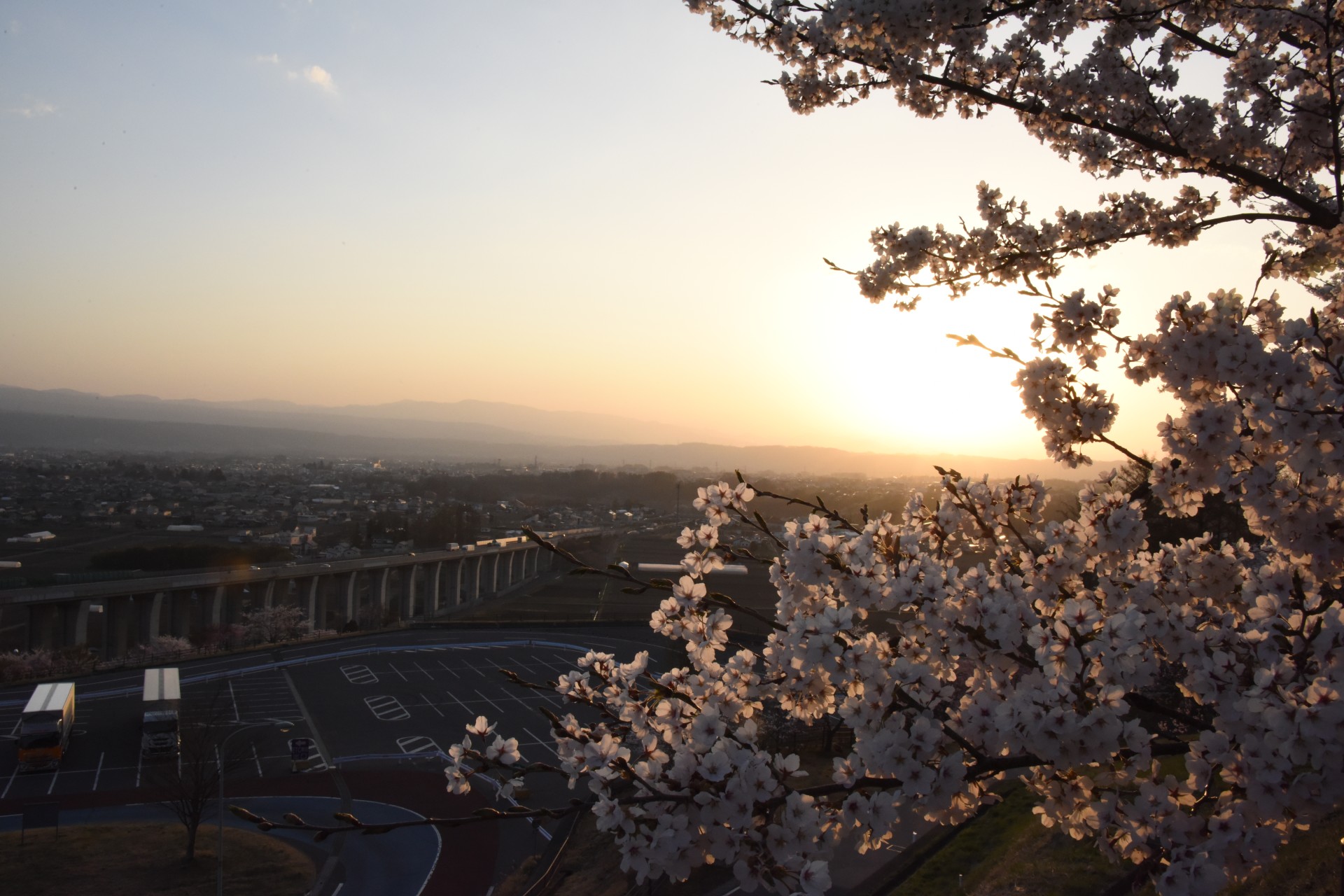 平尾山公園　桜④