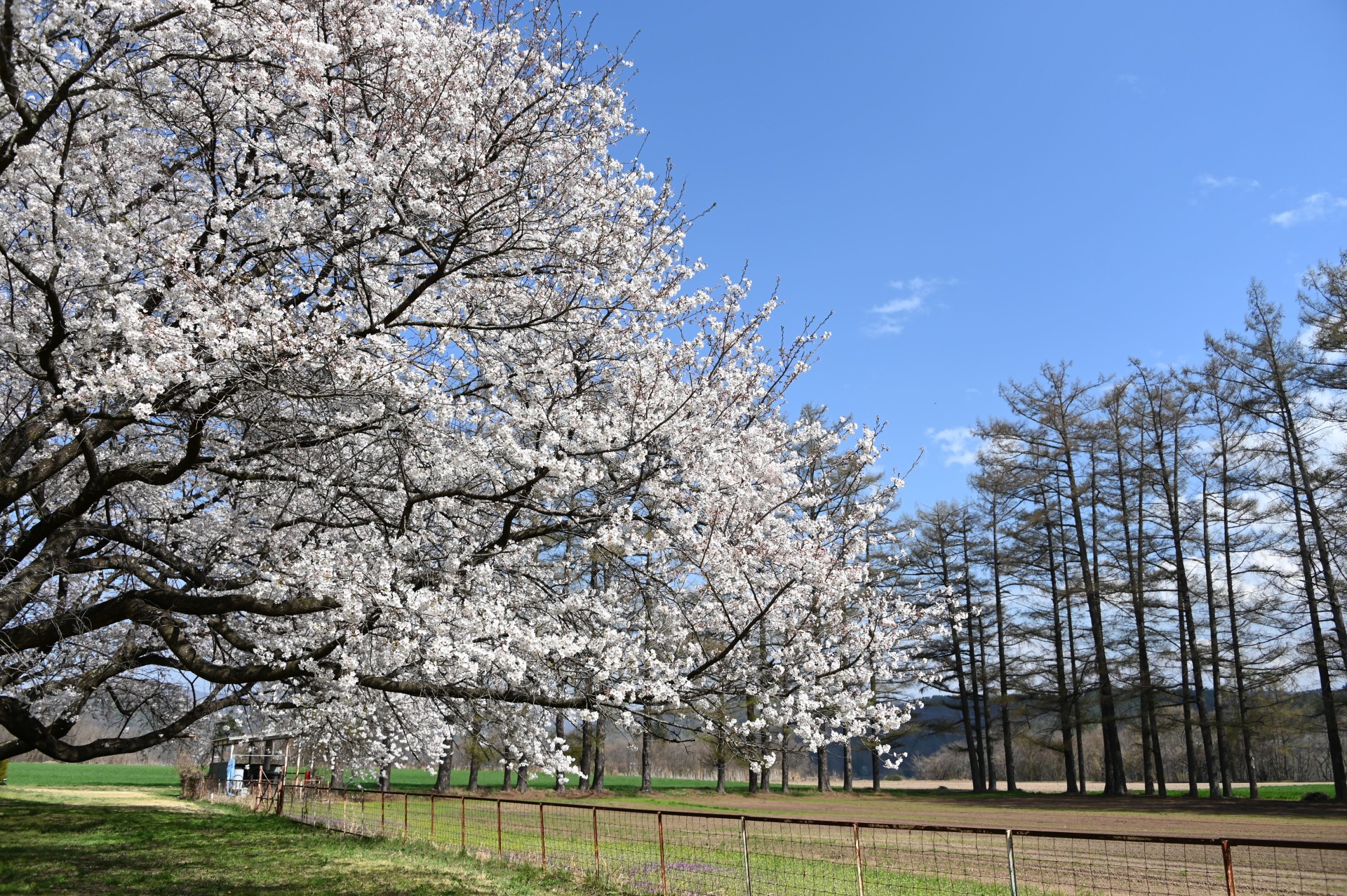 家畜改良センター茨城牧場長野支場　桜③（令和６年）