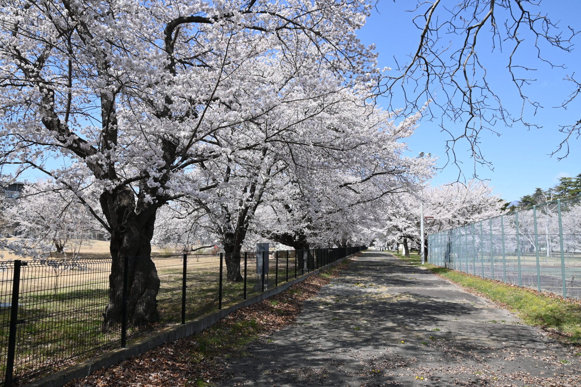 佐久医療センター　桜①（令和3年）