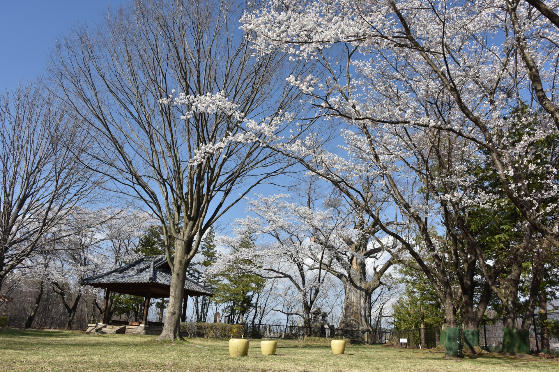 王城公園　桜③