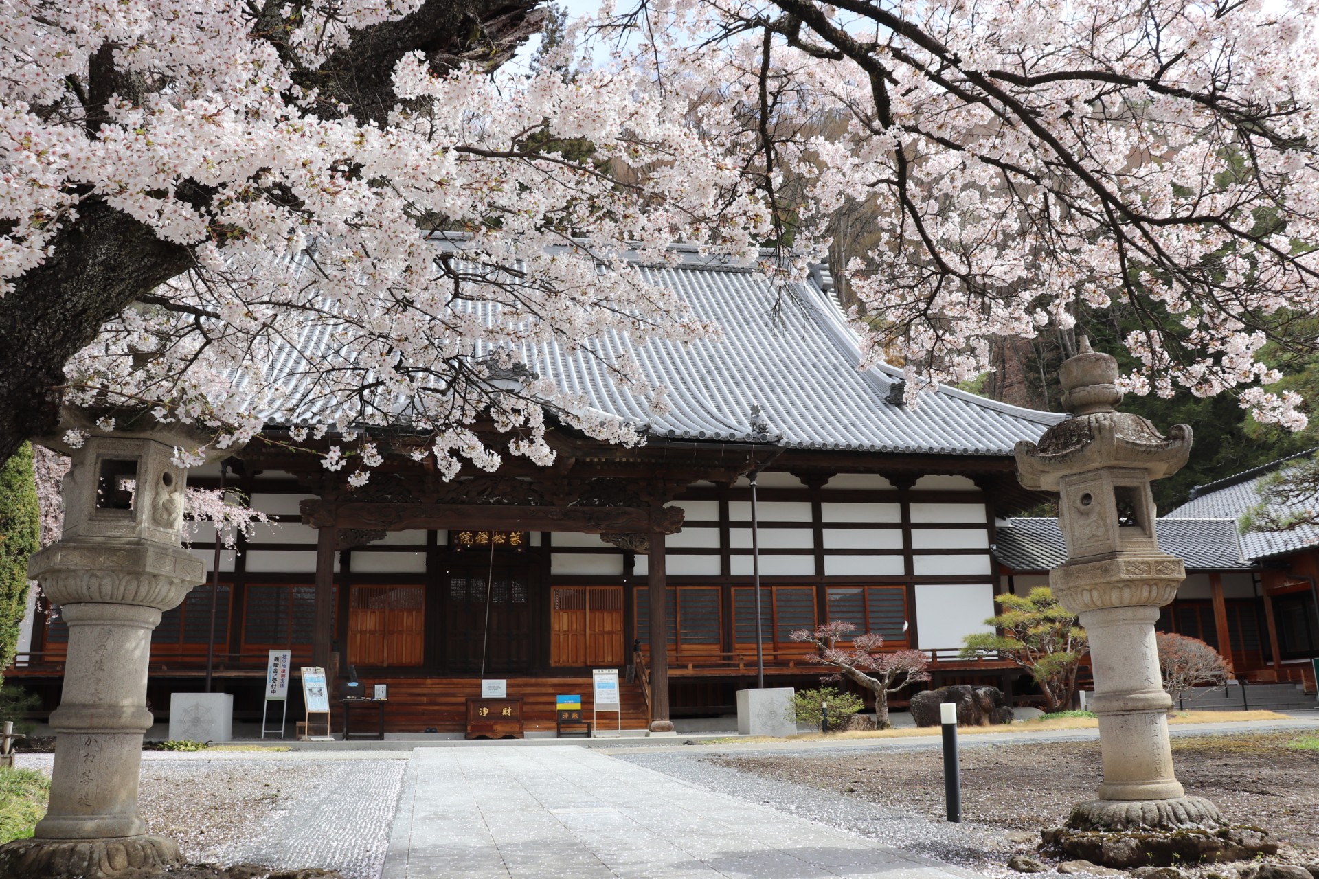 蕃松院　桜（令和5年）