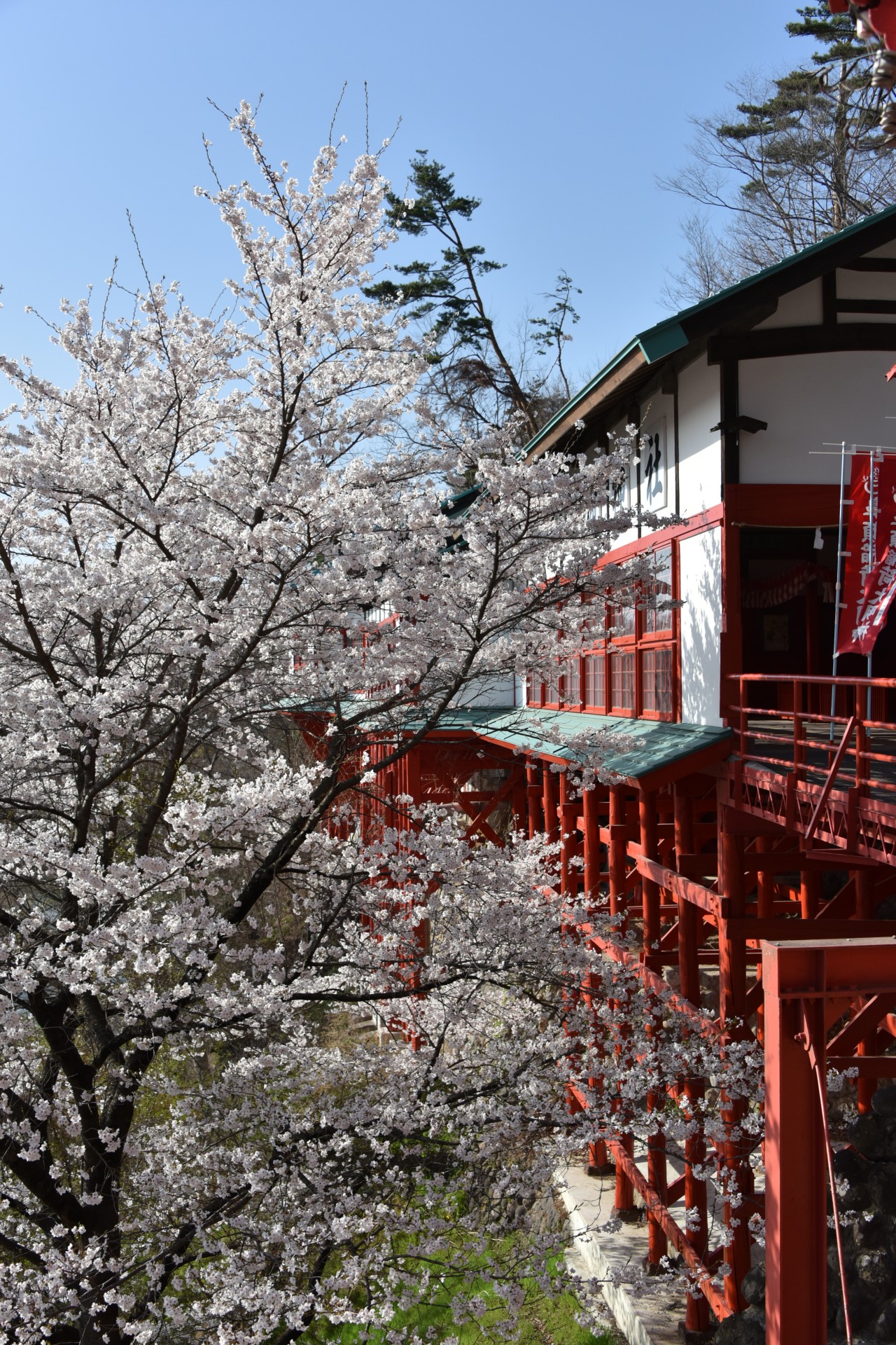 鼻顔稲荷神社　桜③