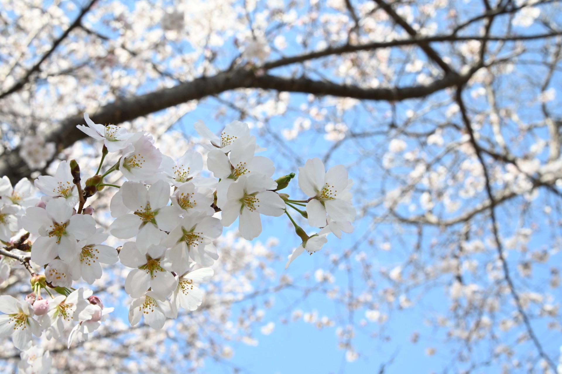 佐久医療センター　桜④（令和4年）