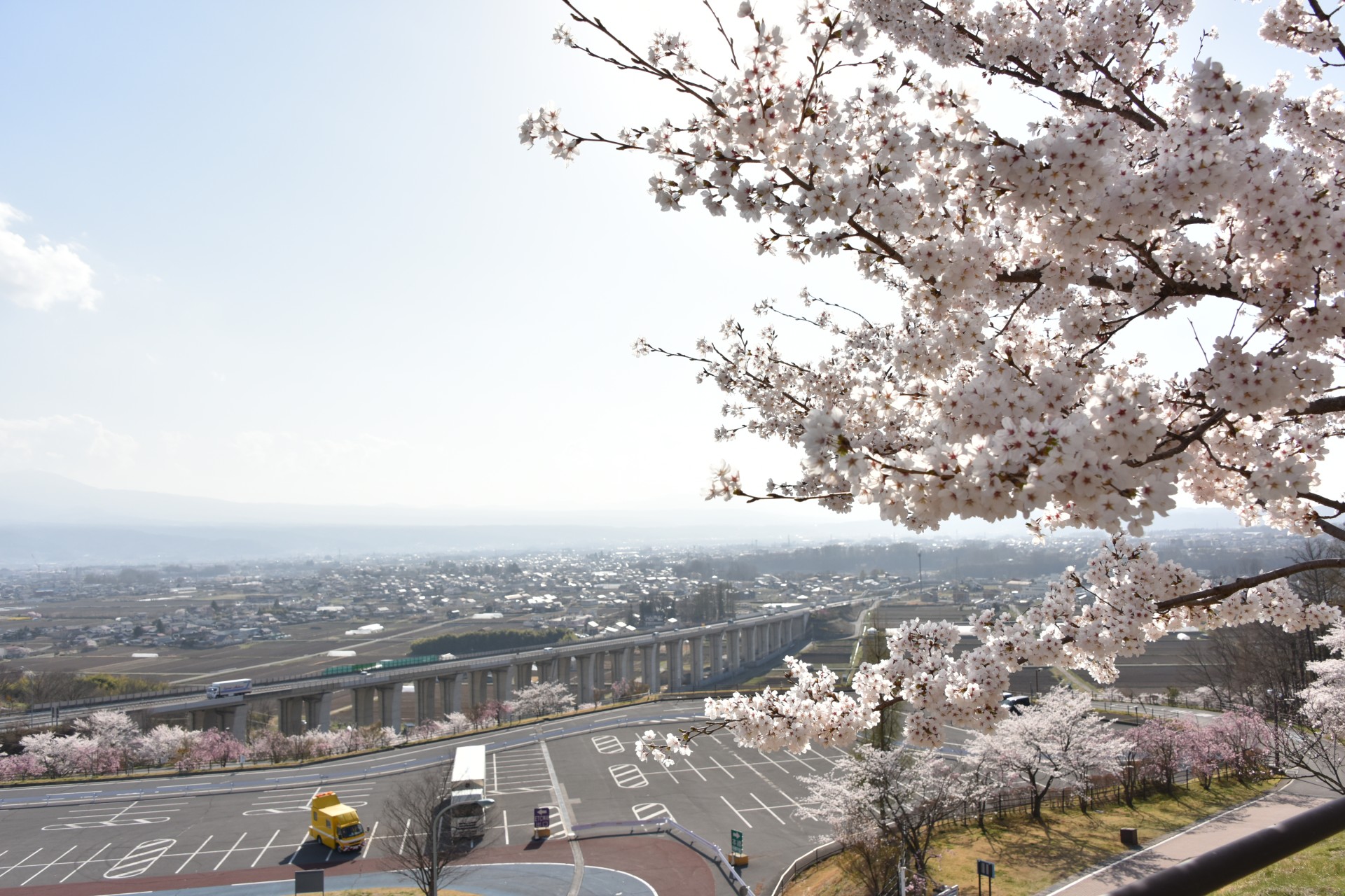 平尾山公園　桜①