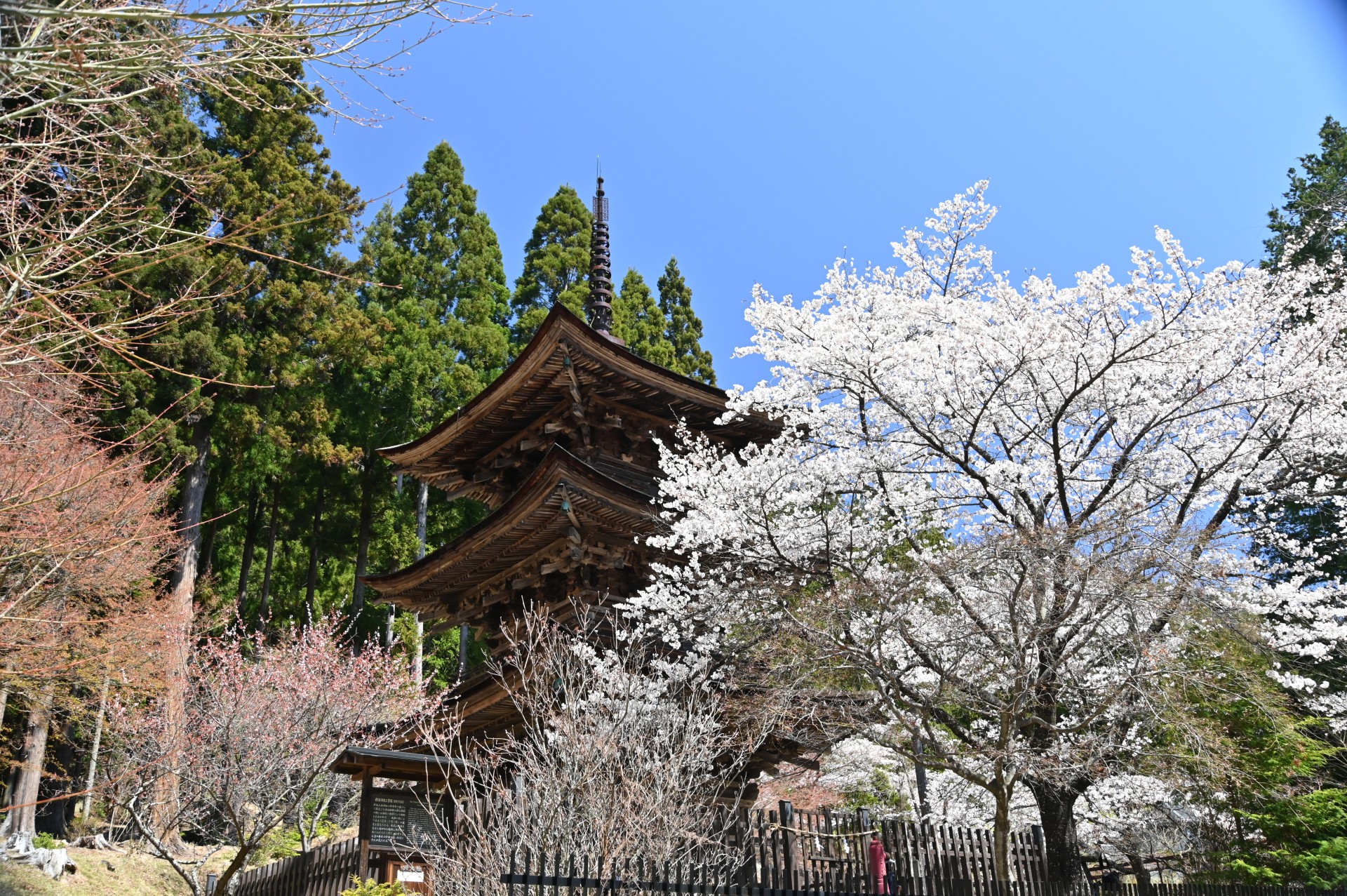 新海三社神社　桜①（令和3年）