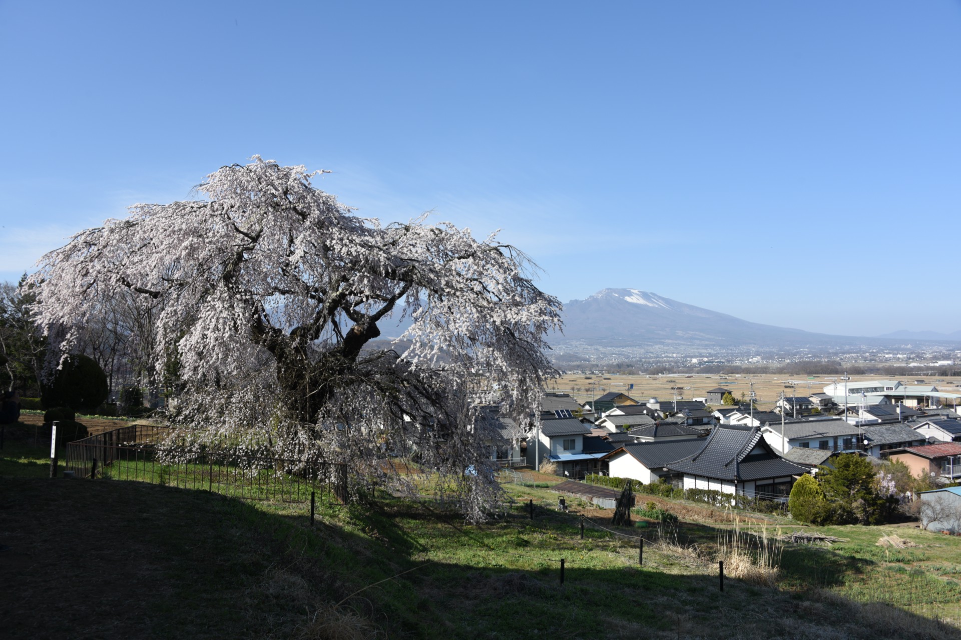 関所破り桜