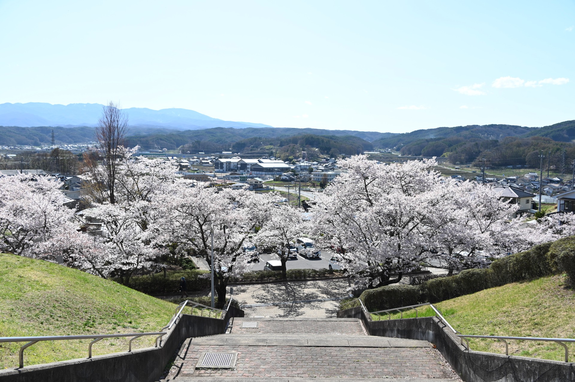 稲荷山公園　桜（令和5年）