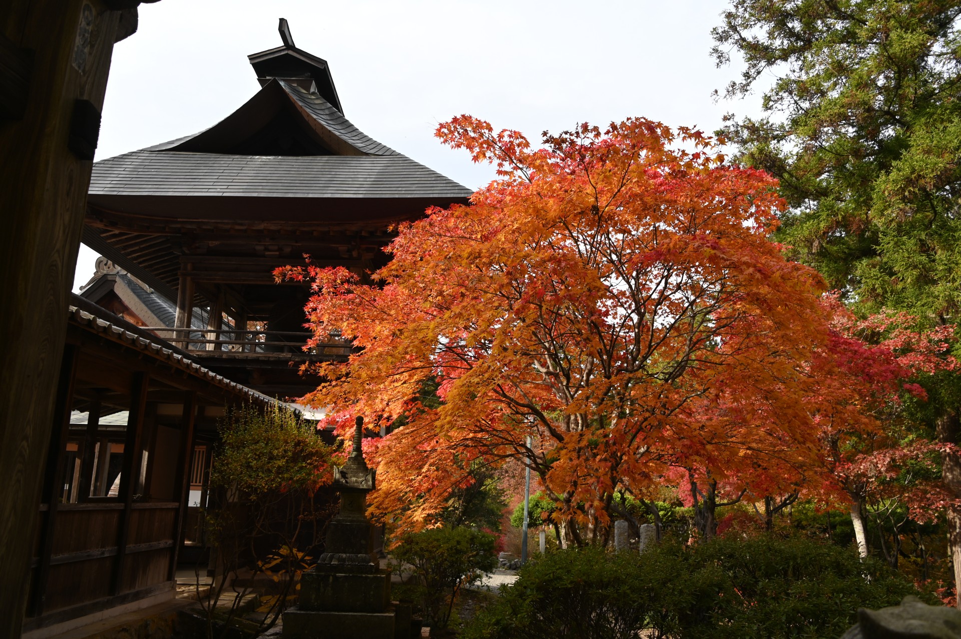 貞祥寺　紅葉②（令和５年）