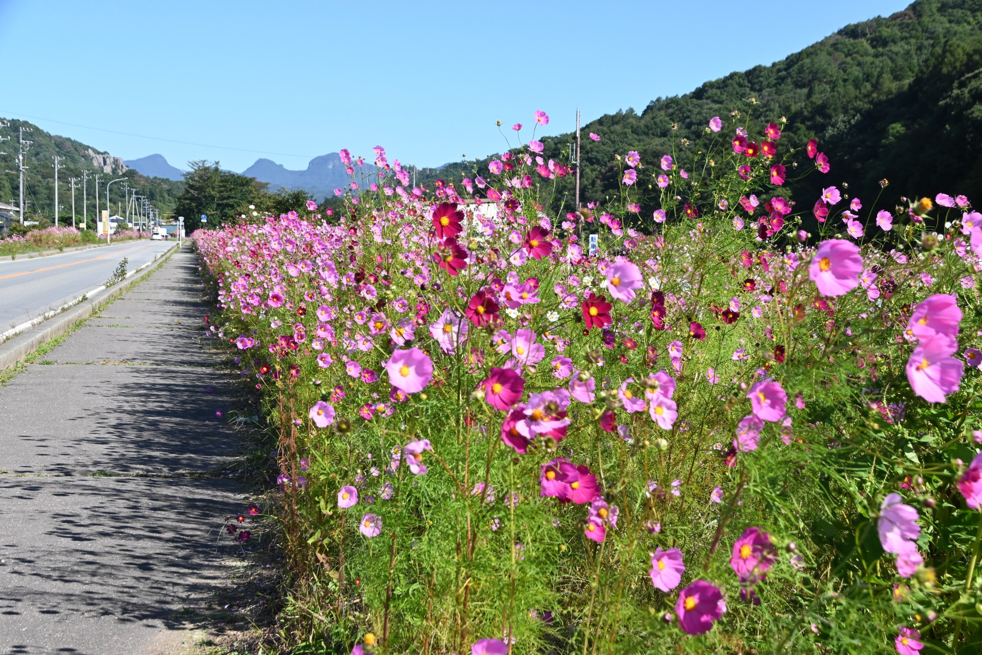 さくラさく小径　桜②（平成３１年）