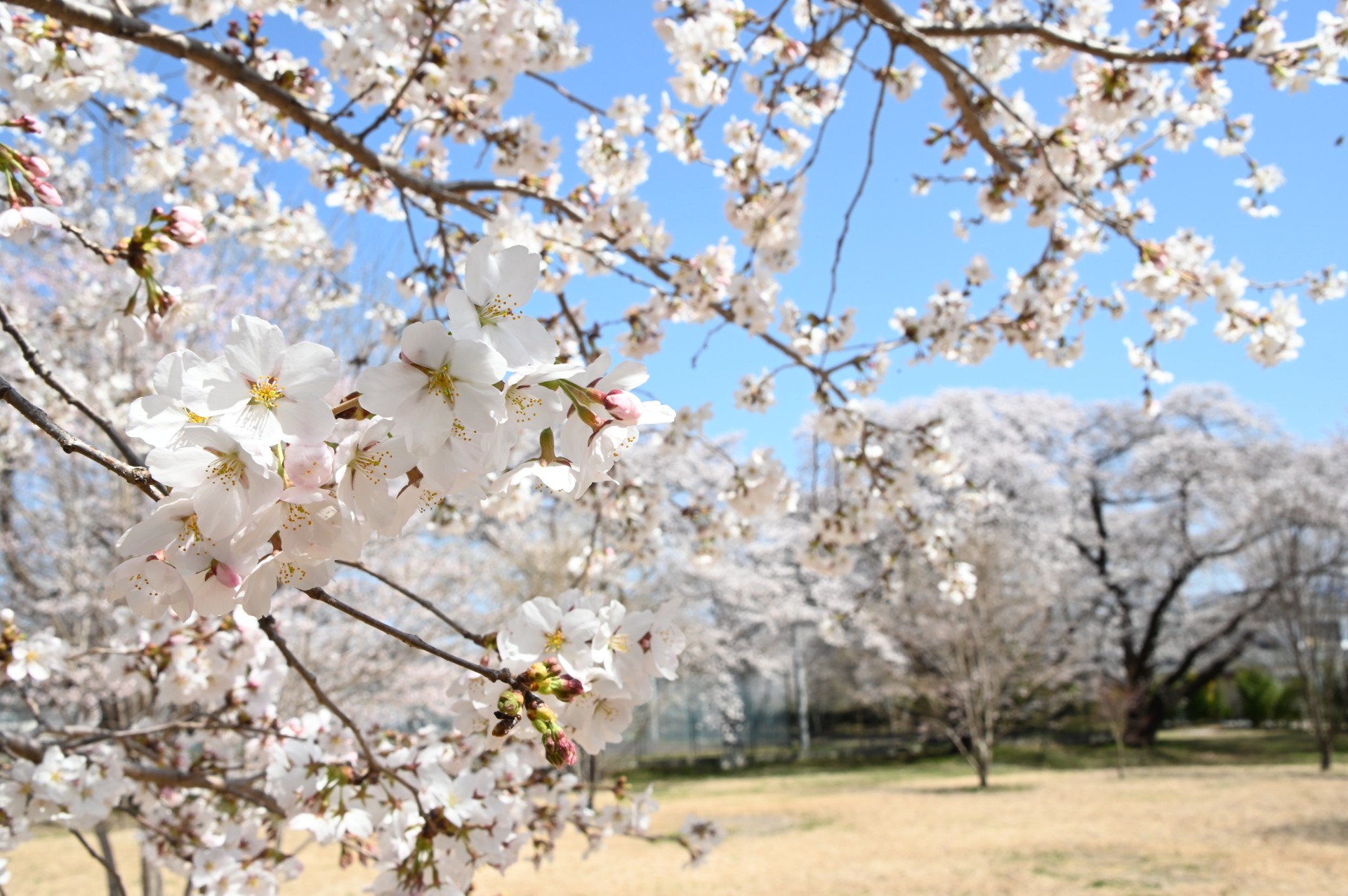 佐久医療センター　桜①（令和4年）