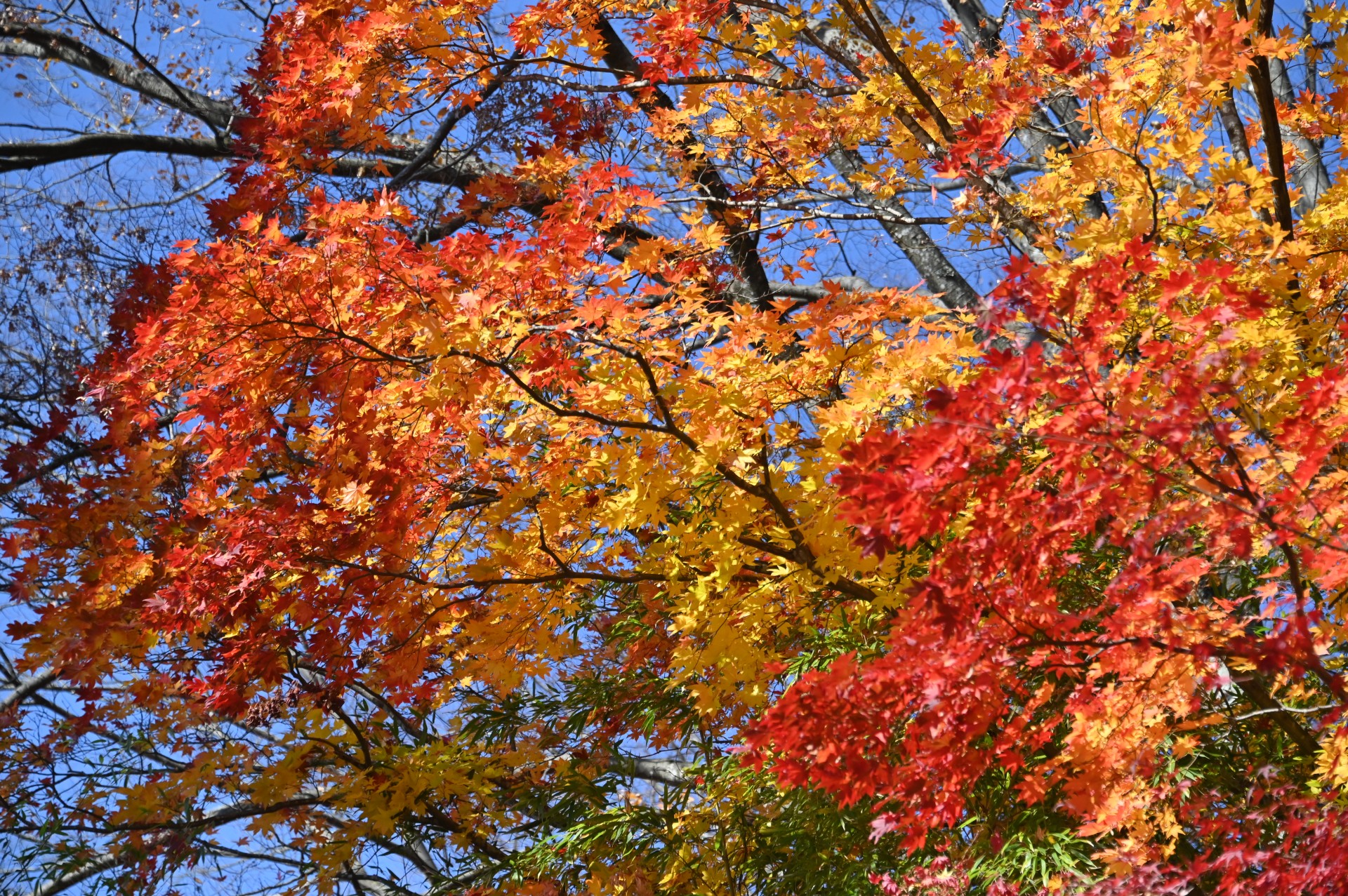 鼻顔稲荷神社  紅葉②