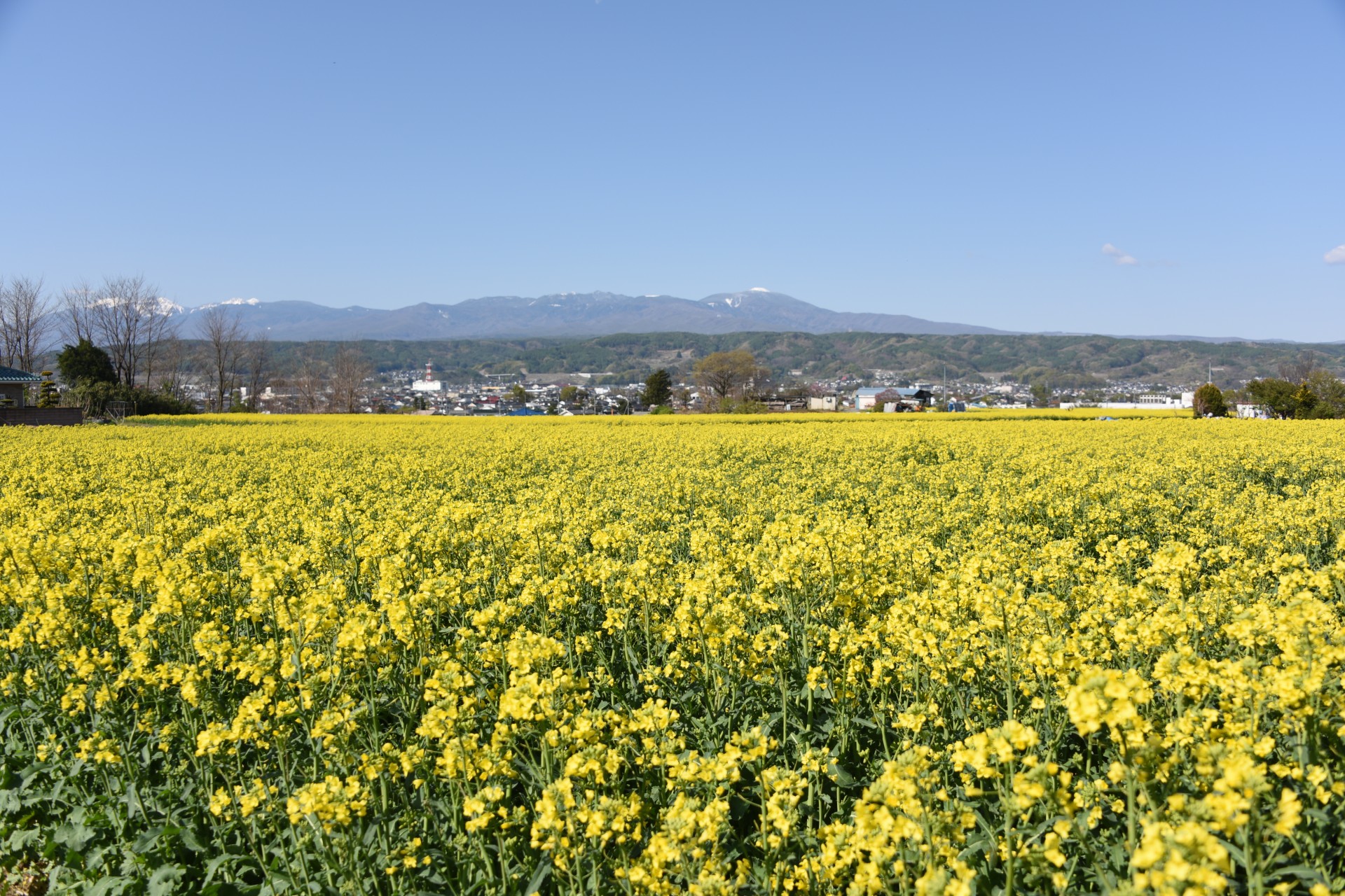 菜の花畑② （令和3年）