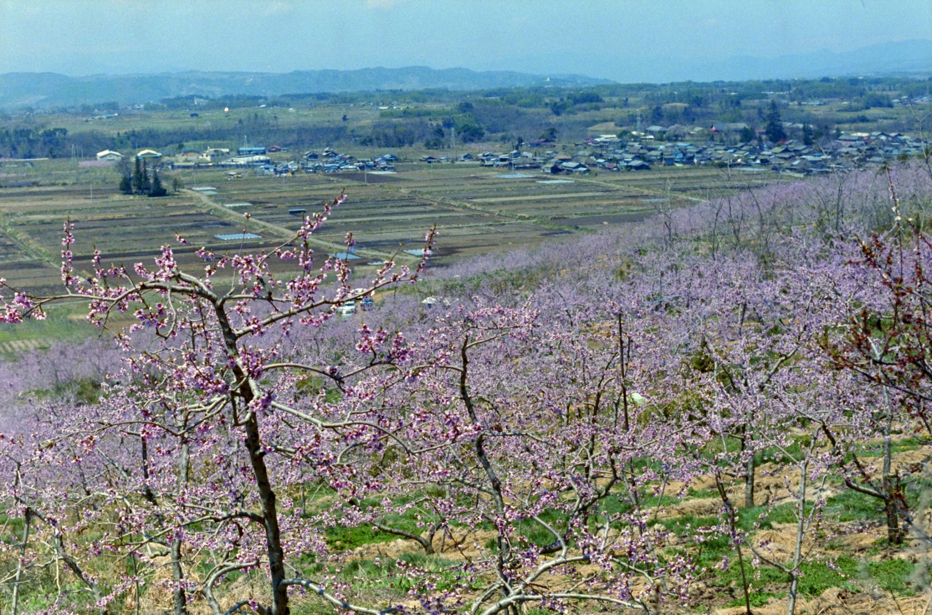 平尾の桃団地