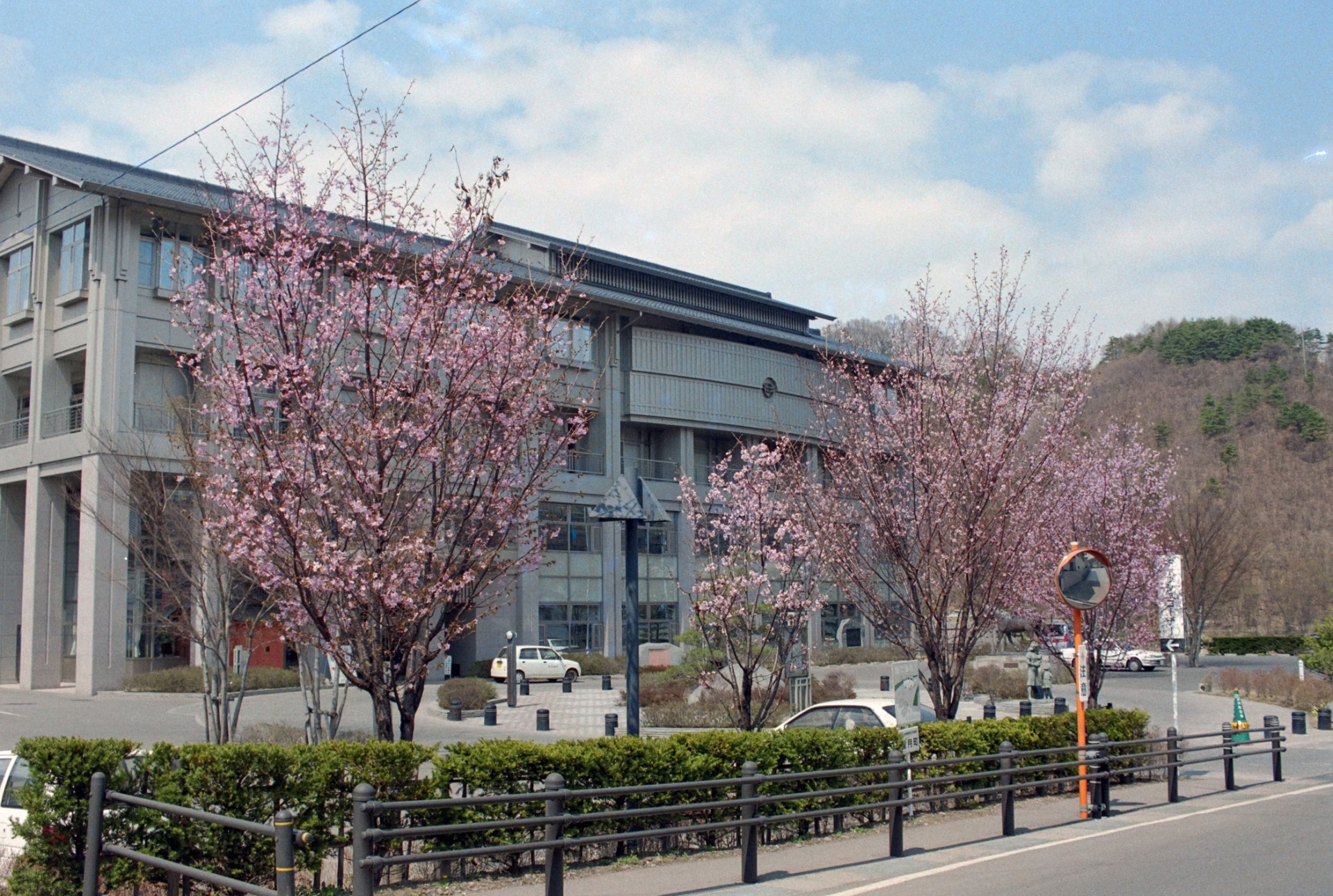 望月庁舎に咲いた桜の花