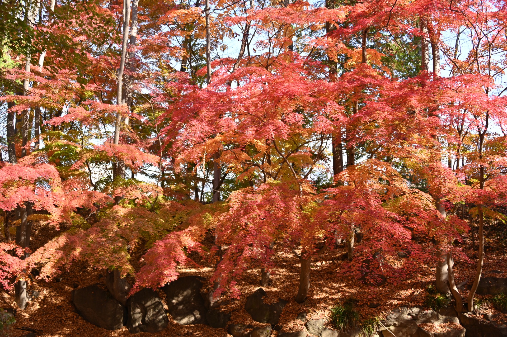 中嶋公園  紅葉②（令和２年）