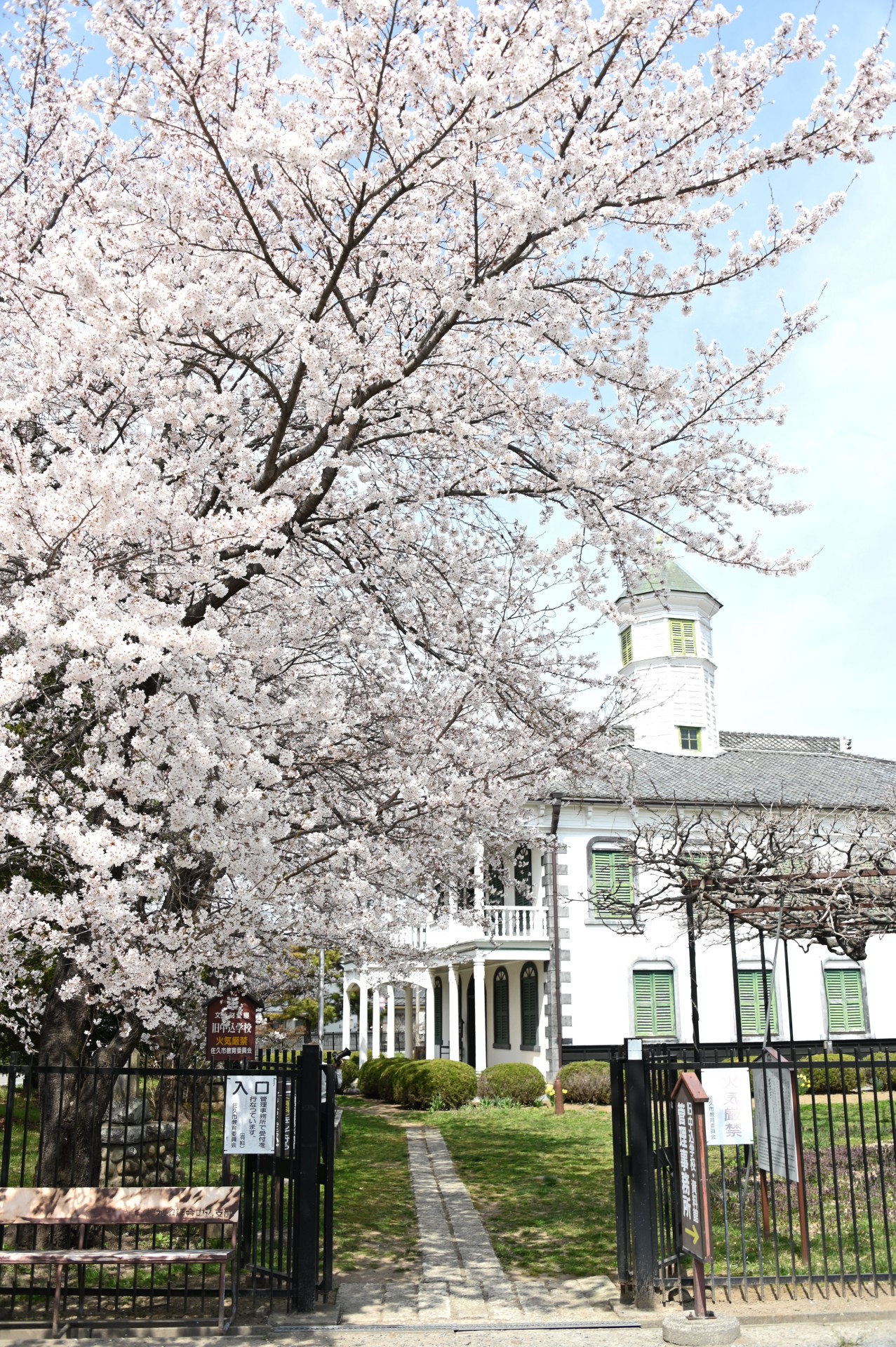 旧中込学校　桜（令和5年）