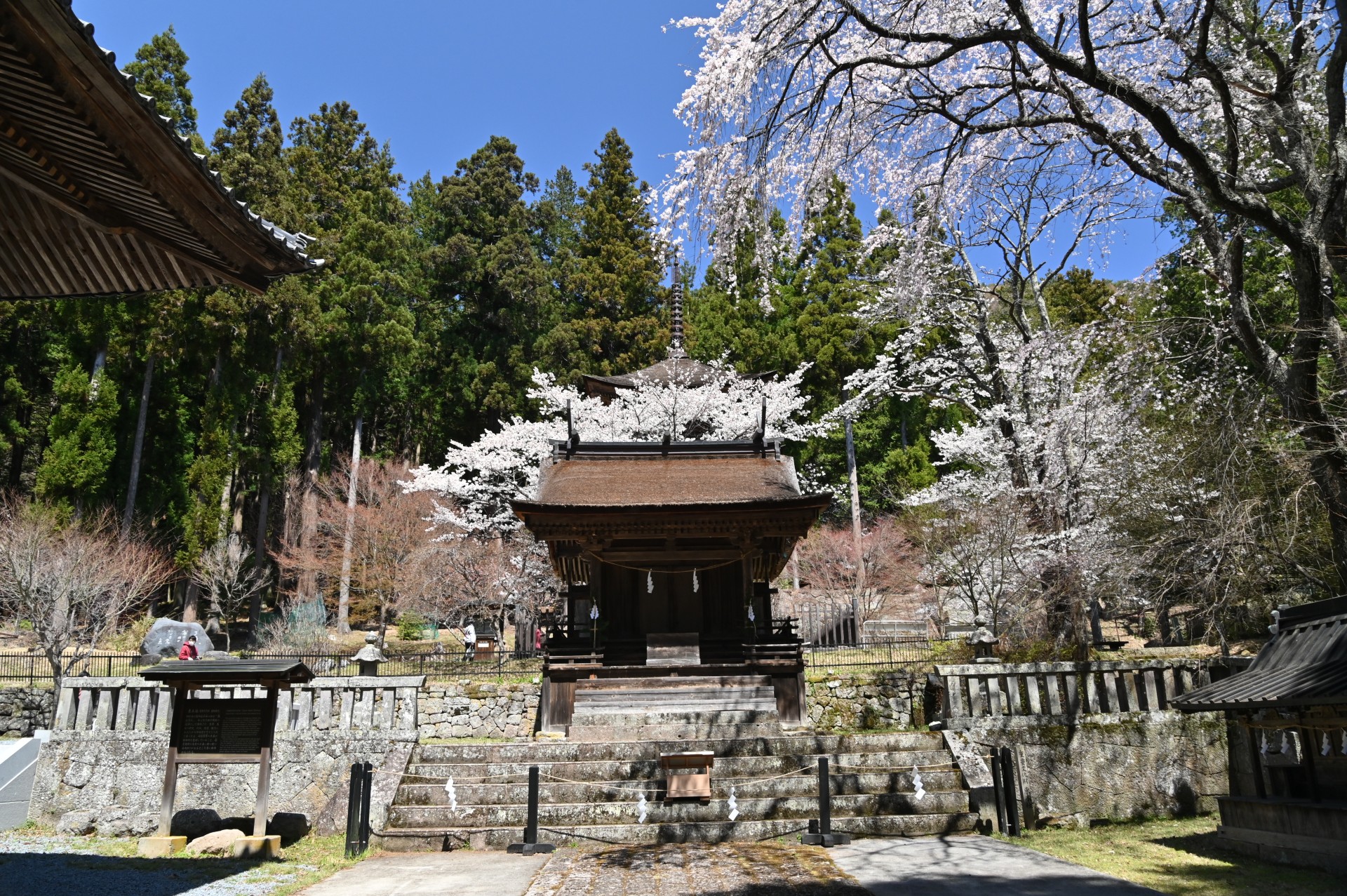 新海三社神社　桜（令和3年）