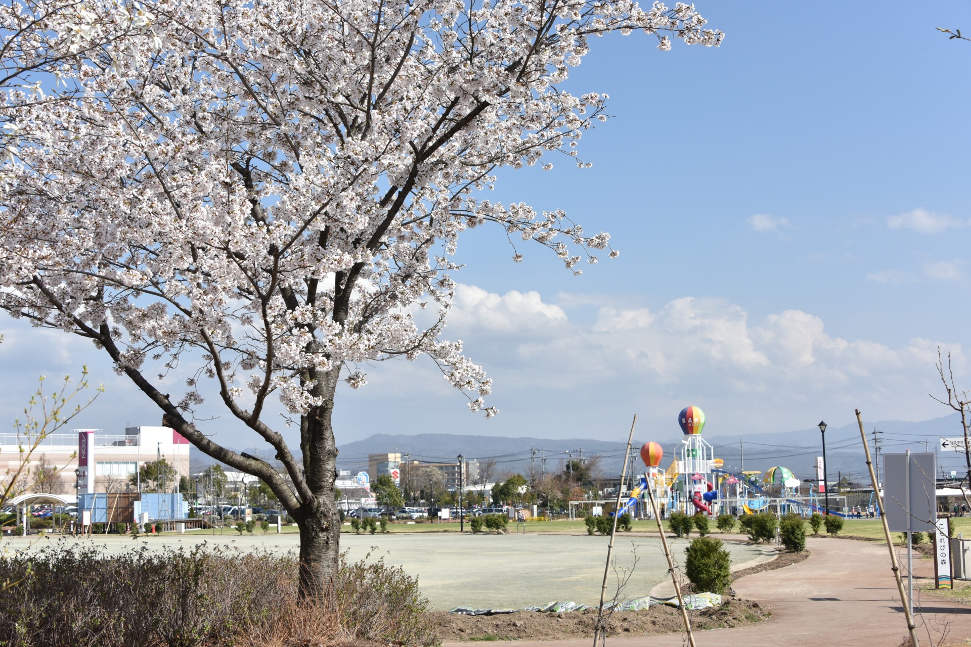 市民交流広場　桜