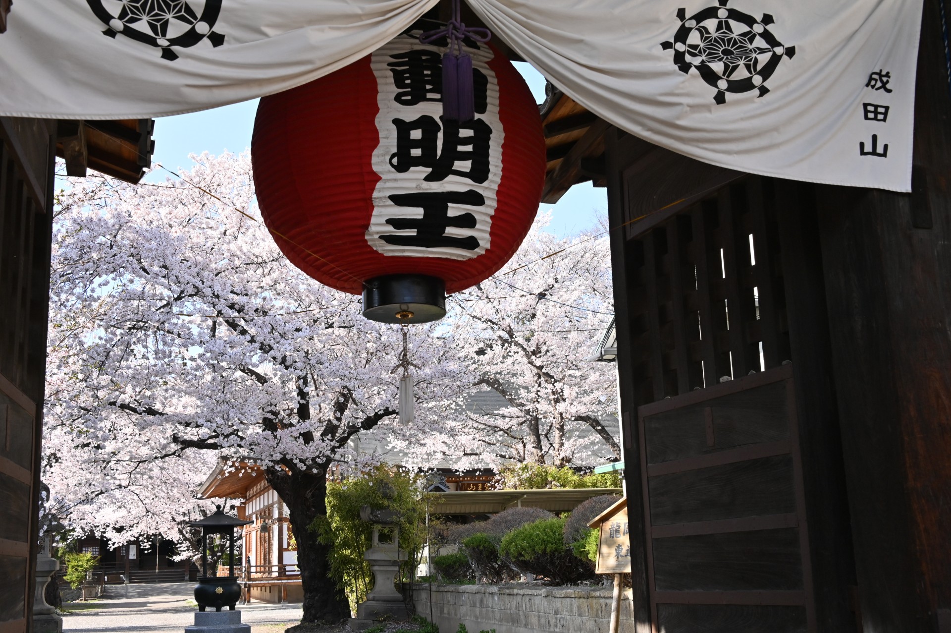 成田山薬師寺　桜④（令和４年）