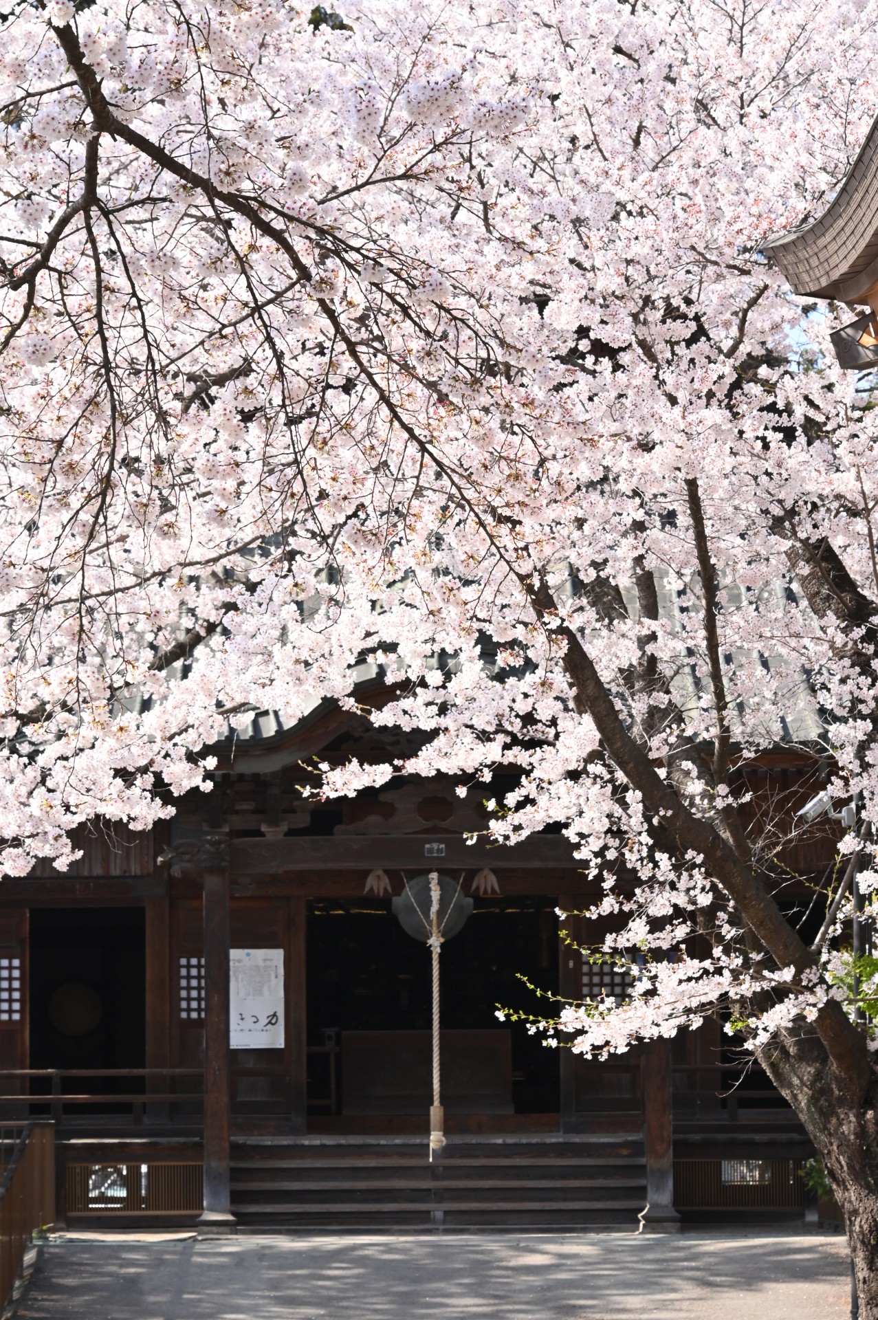 成田山薬師寺　桜②（令和４年）