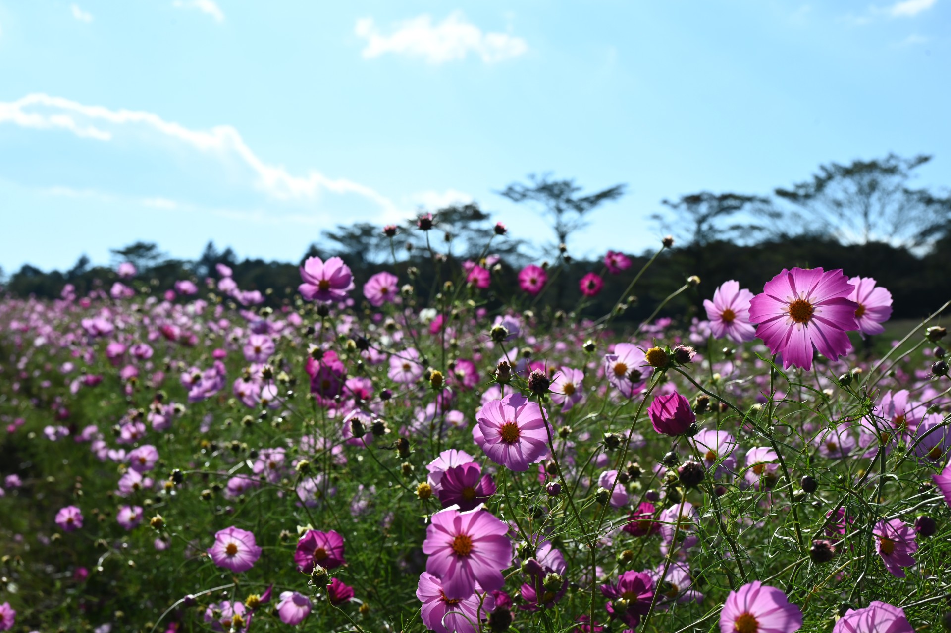 大コスモス園③（令和５年）