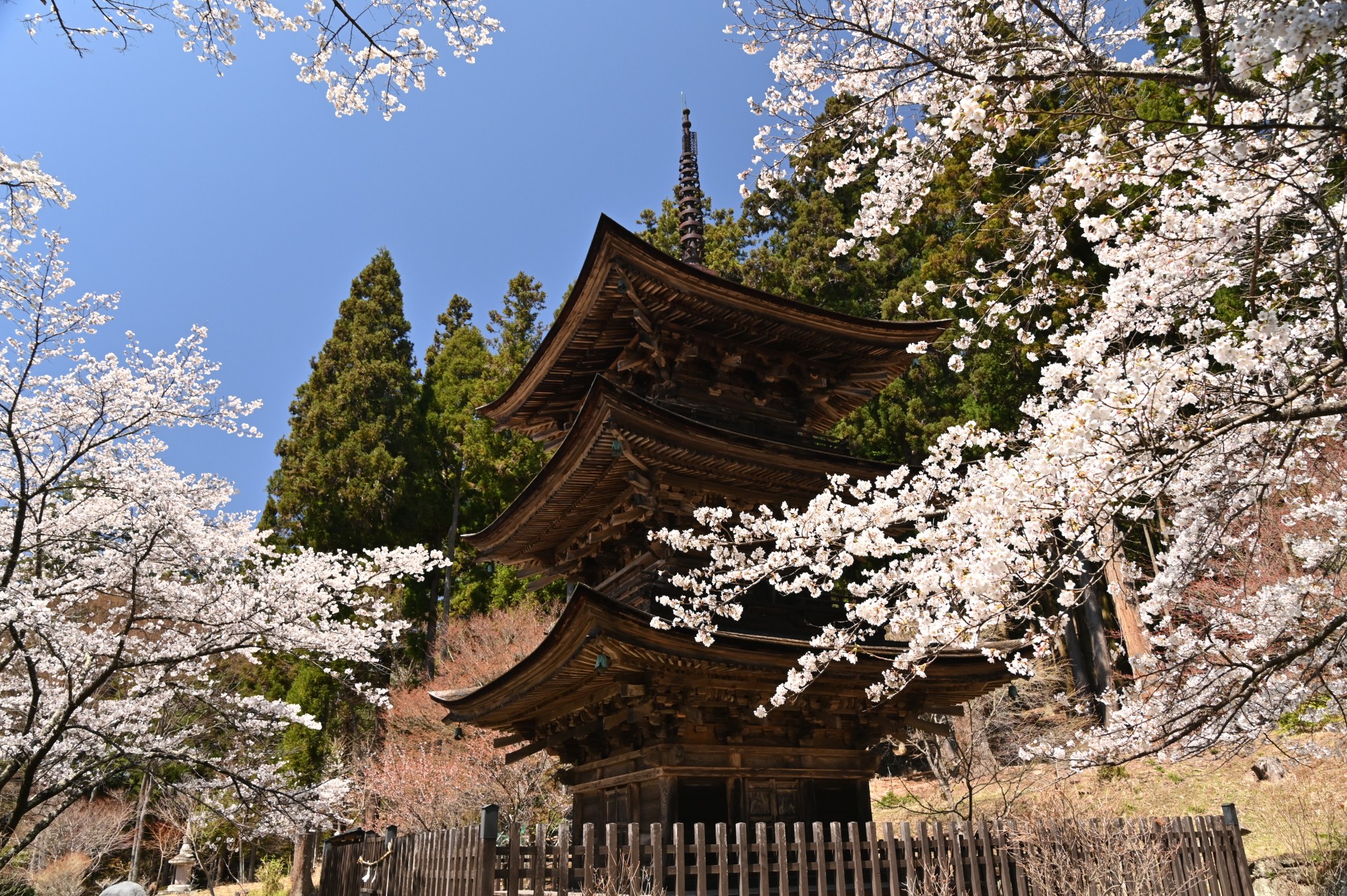 新海三社神社　桜②（令和3年）