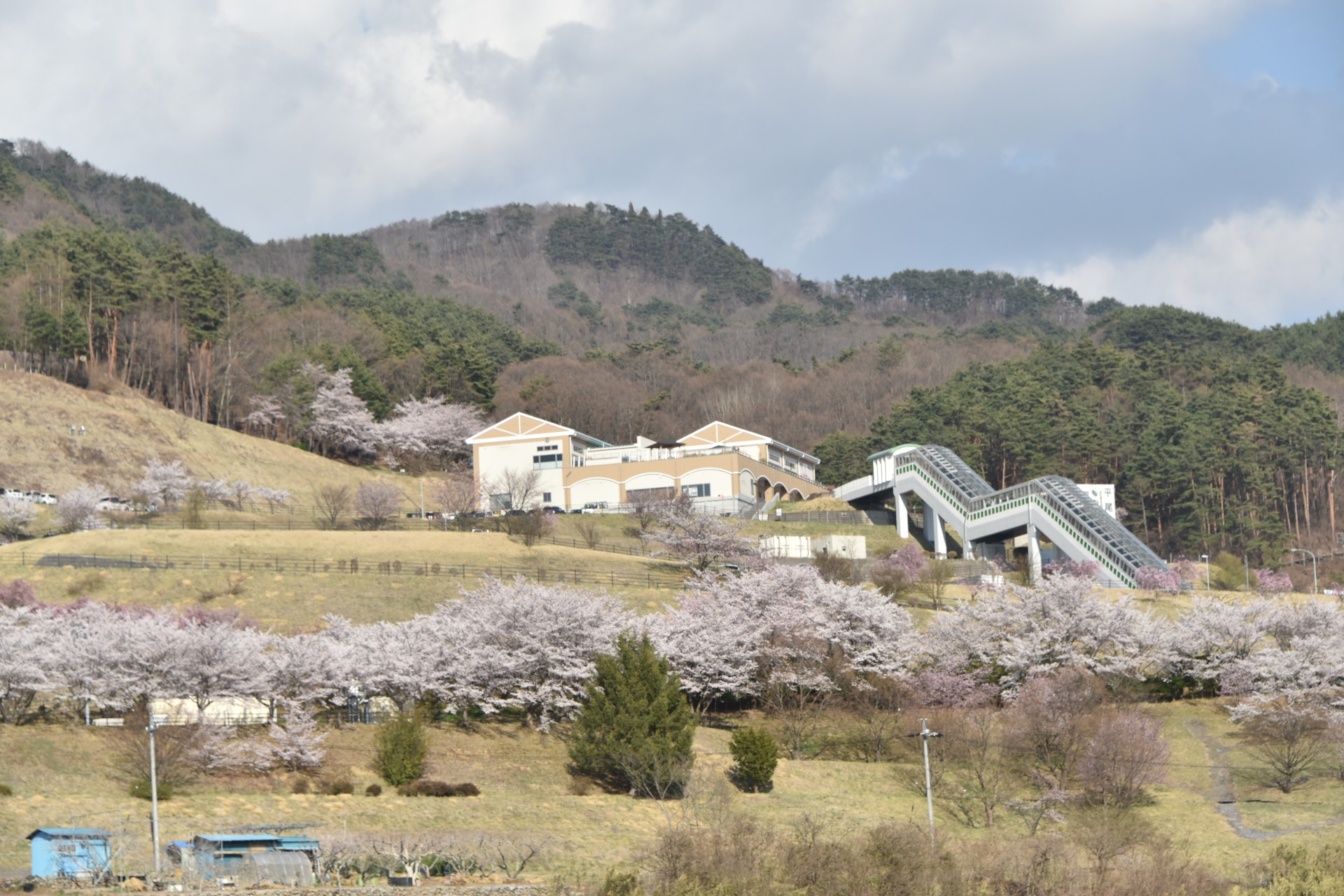 平尾山公園　桜②