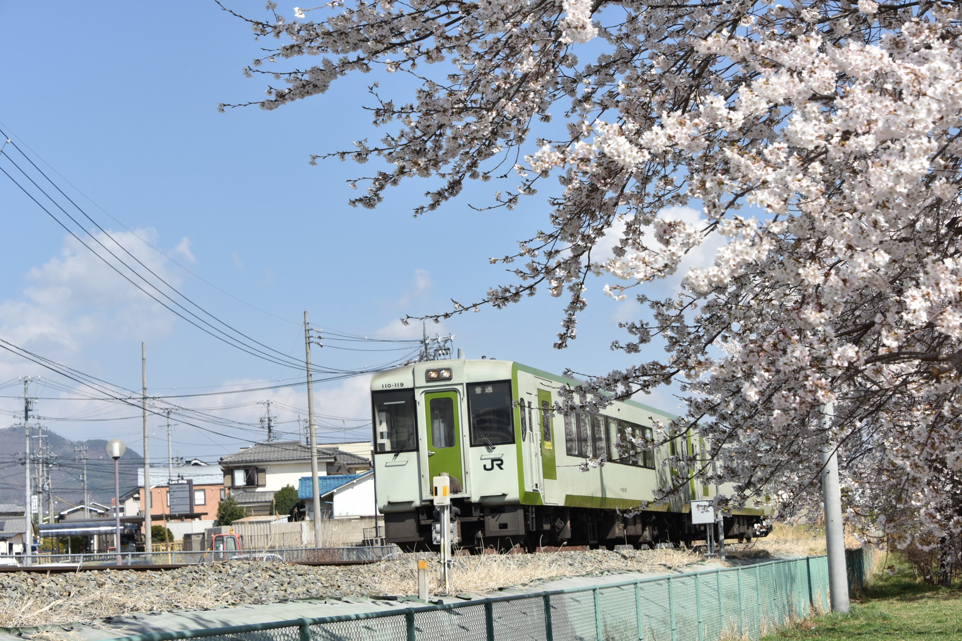 緑地公園 桜②