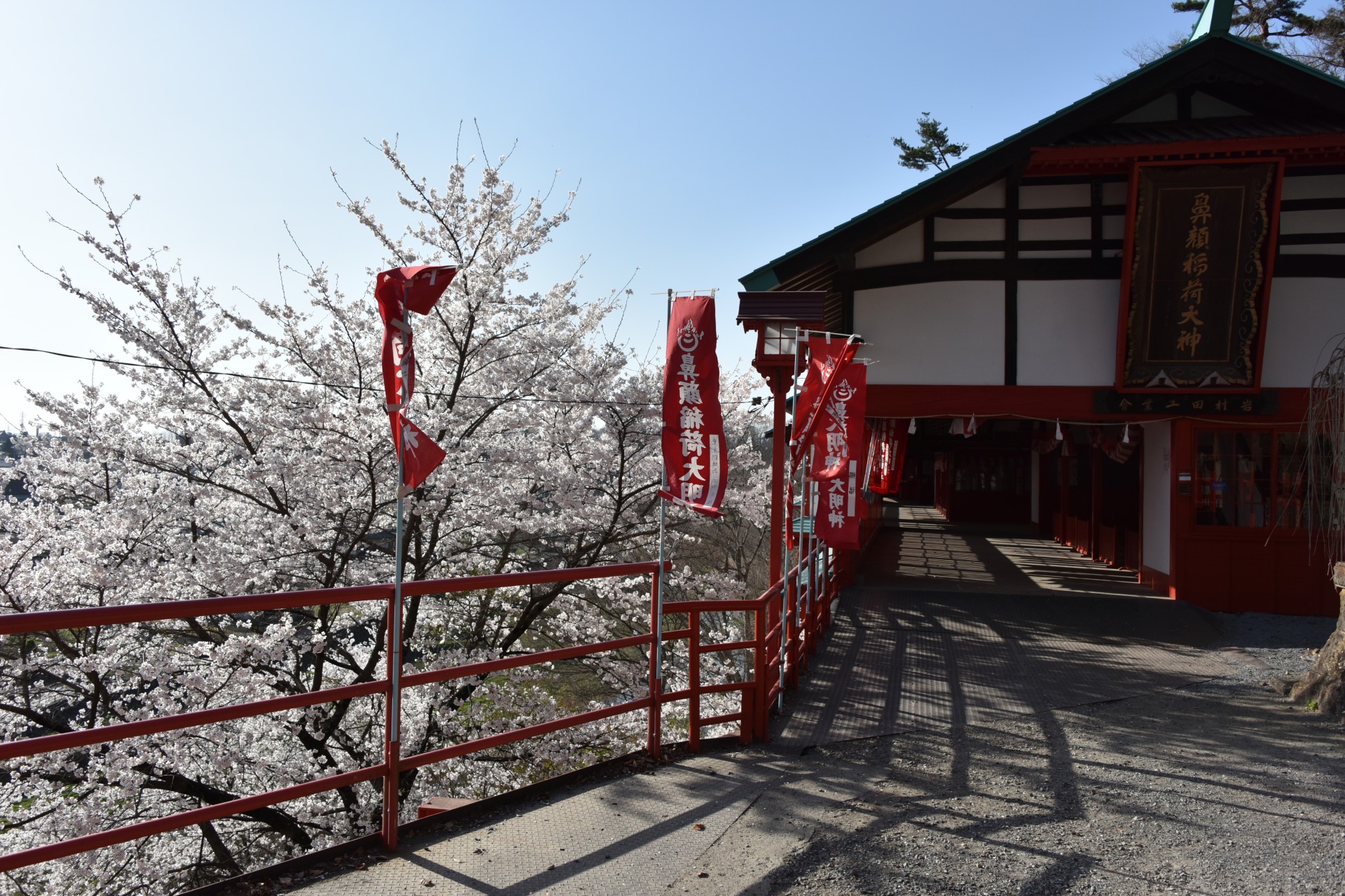 鼻顔稲荷神社　桜④