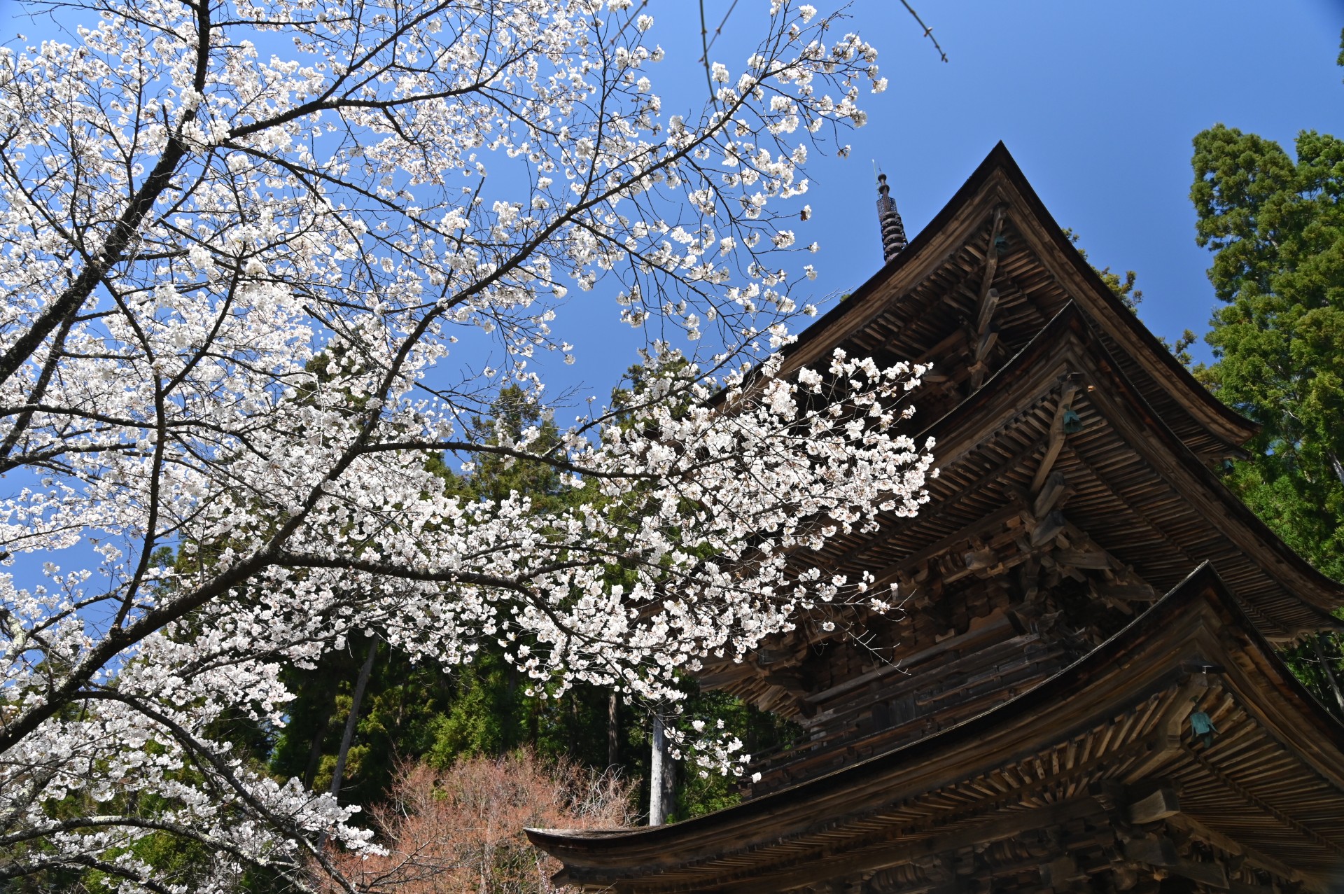 新海三社神社　桜③（令和3年）