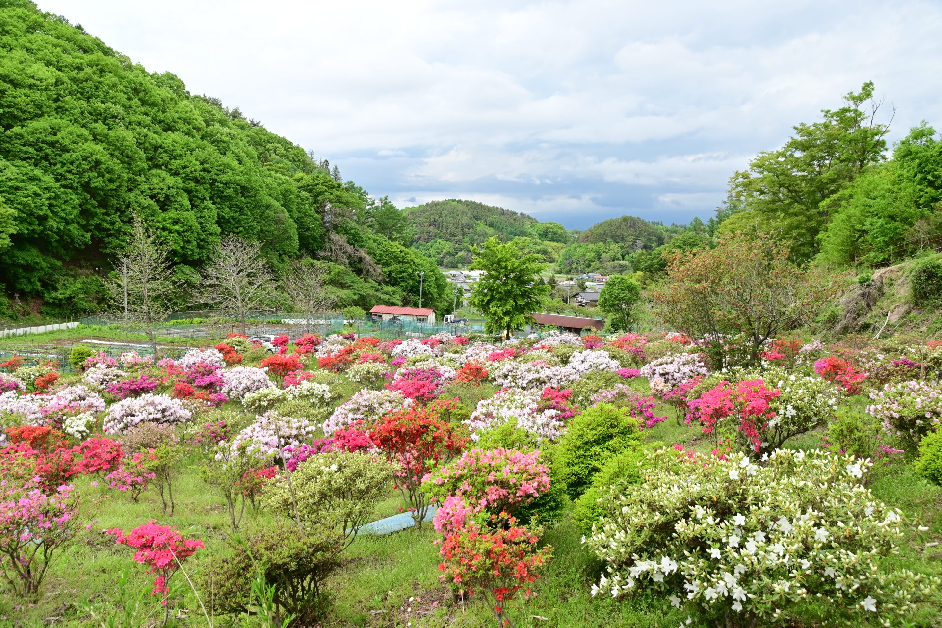 山田つつじ園①