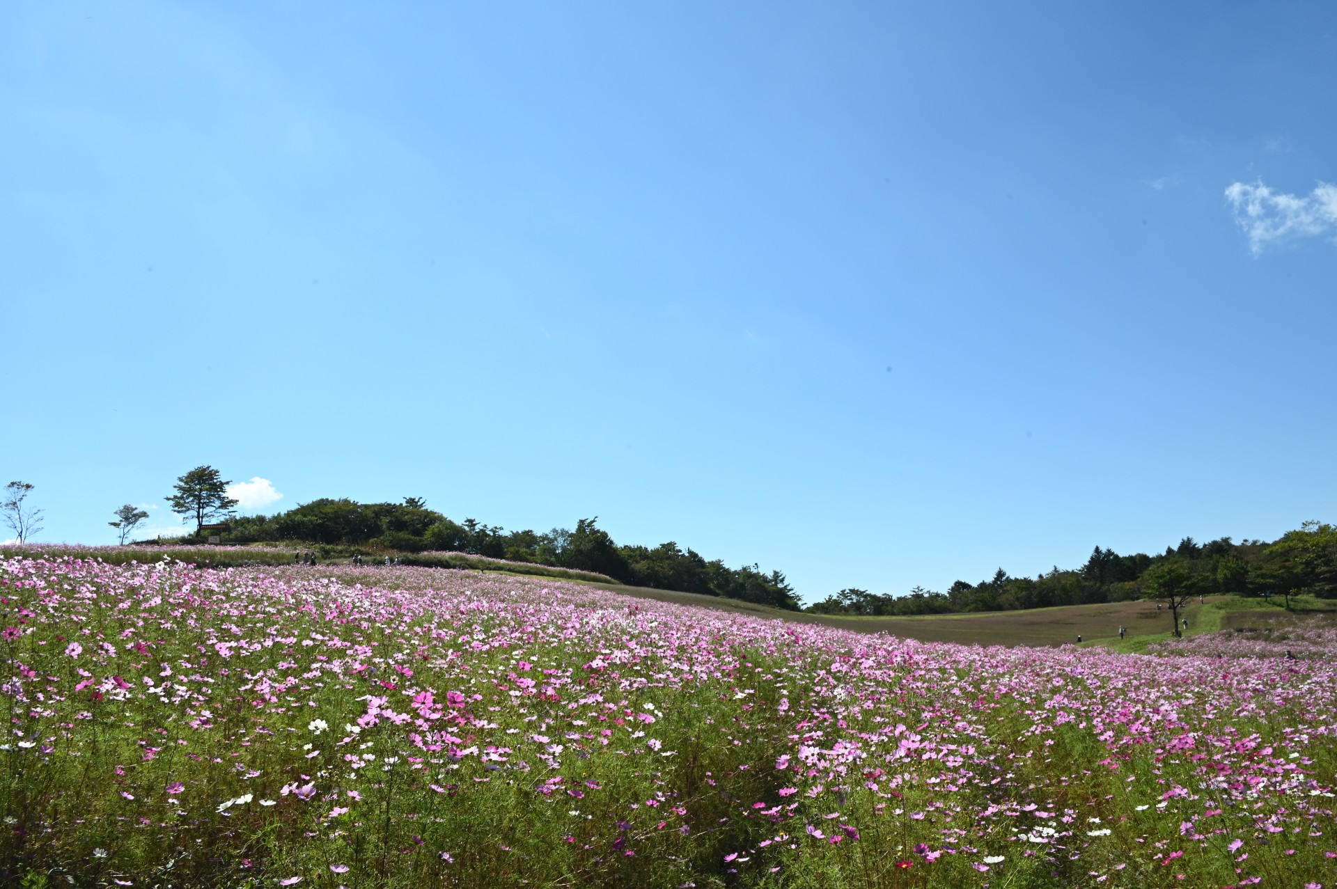 大コスモス園④（令和４年）