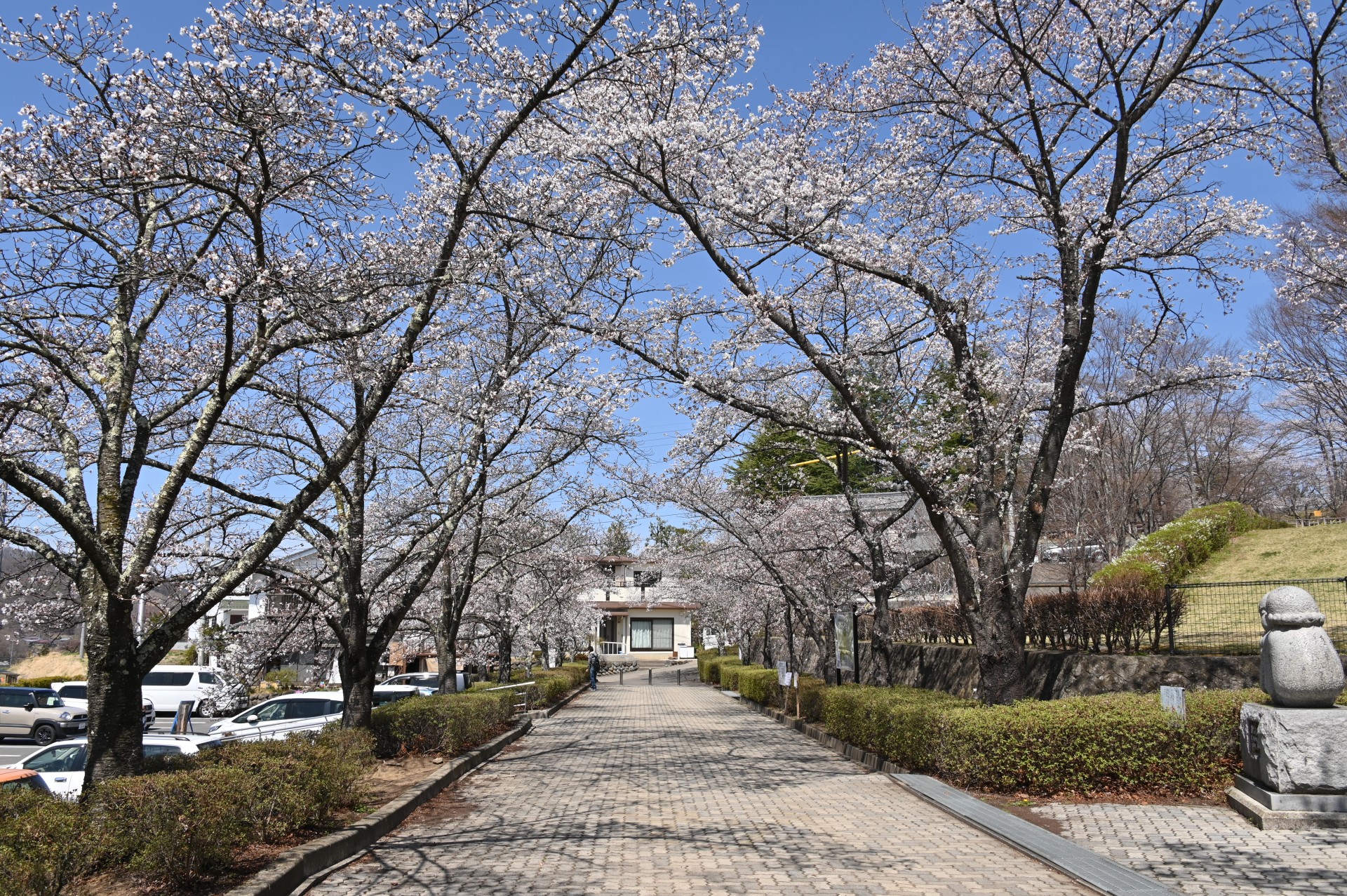 稲荷山公園　桜④