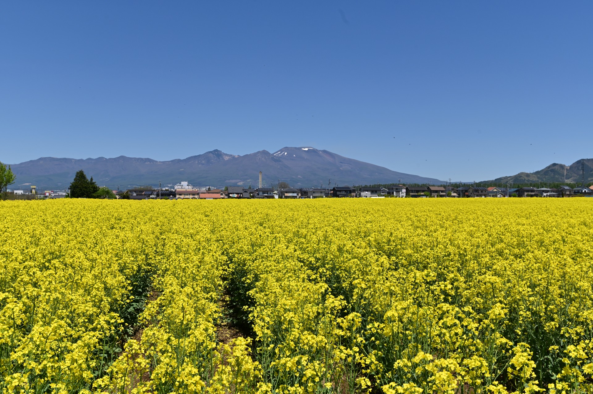 菜の花畑⑦ （令和２年）