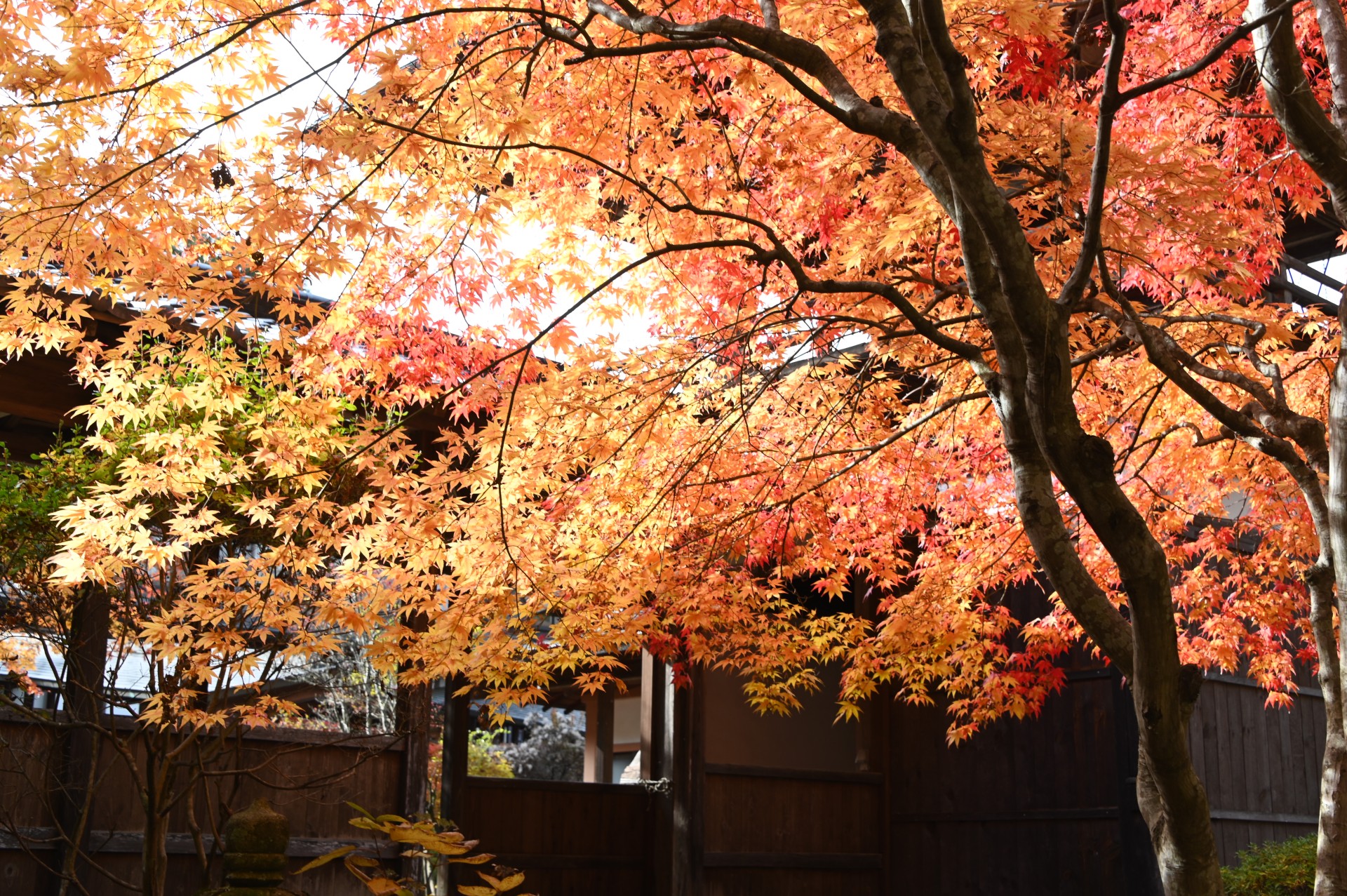 貞祥寺　紅葉①（令和５年）