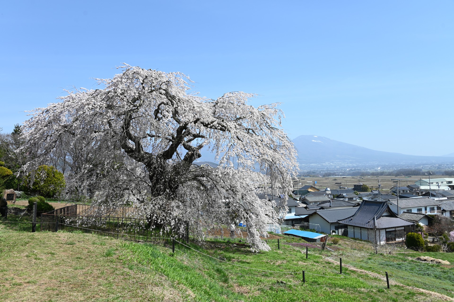 関所破りの桜（令和６年）